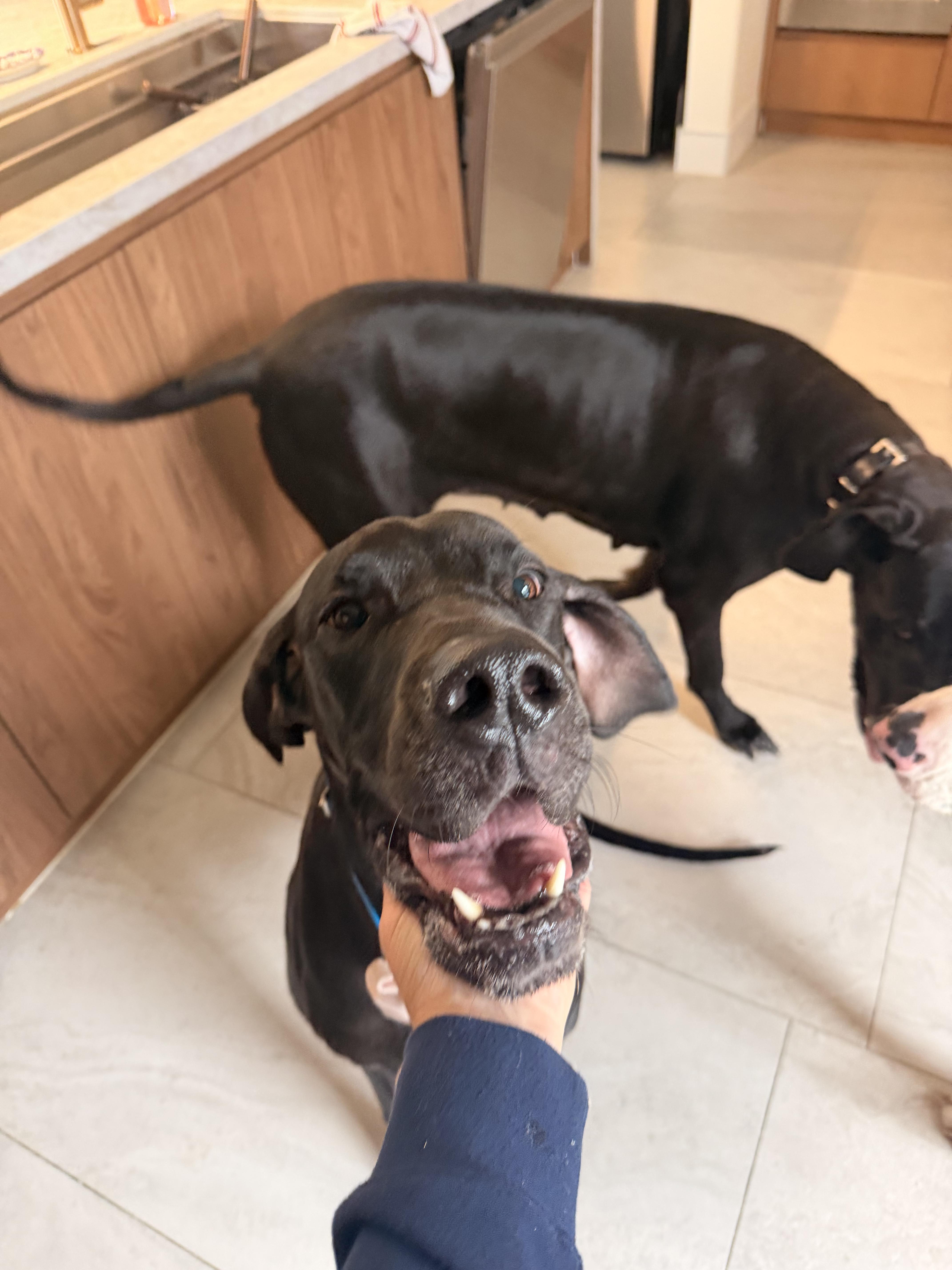 Annie, an adopted Great Dane in Long Beach, CA image 3/6