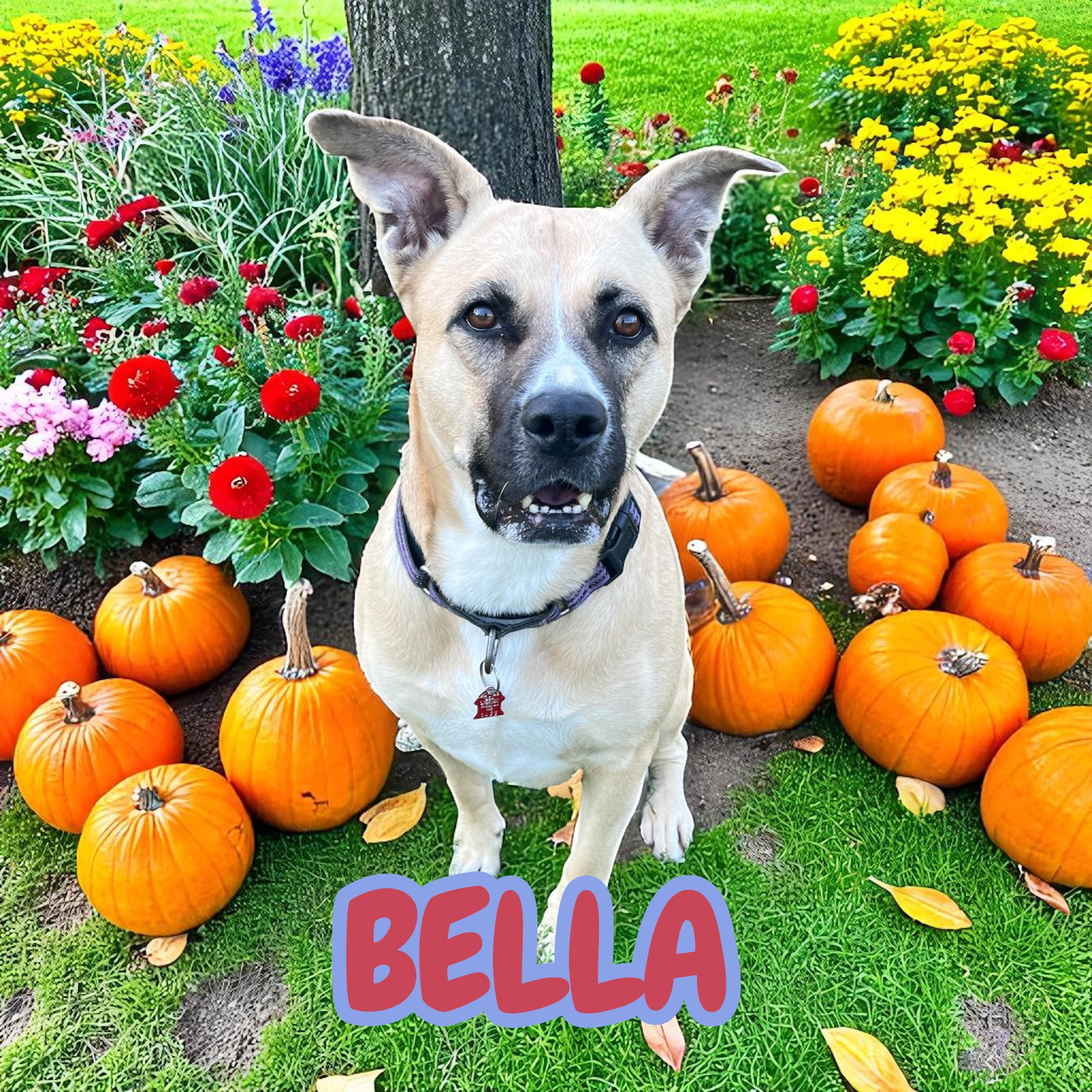 Bella , Adoptable, Adult Female German Shepherd Dog.