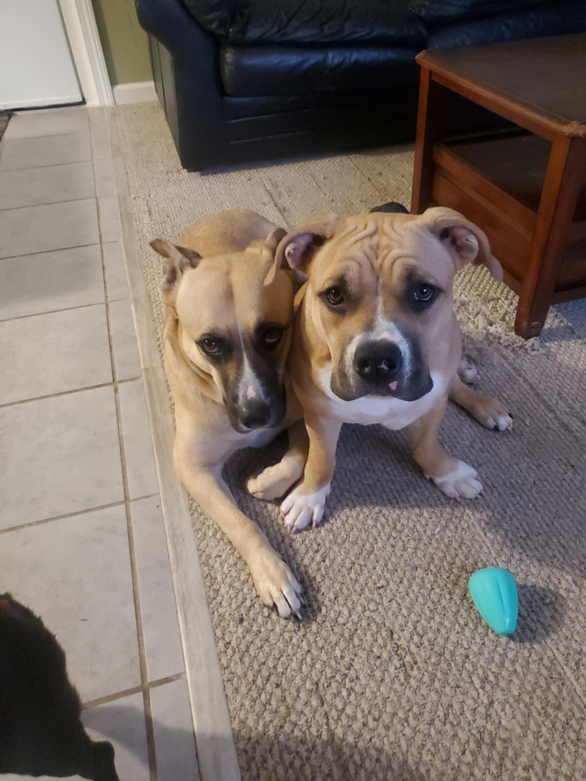Bella & Chloe