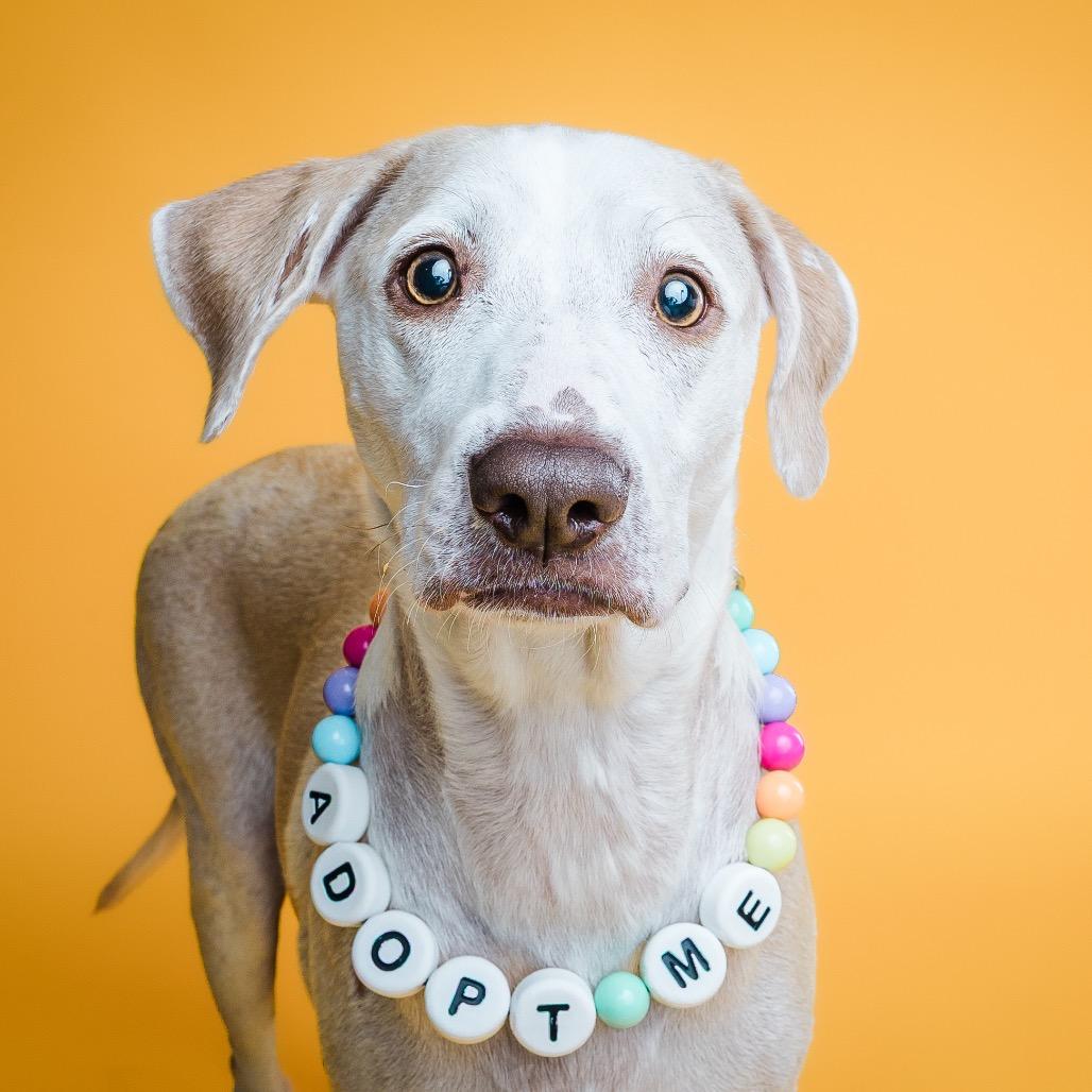 Enlarge Mizzy, a ADOPTABLE mixed breed in Columbia, MO image 1/3