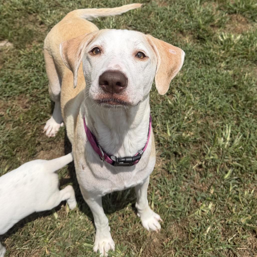 Enlarge Mizzy, a ADOPTABLE mixed breed in Columbia, MO image 3/3