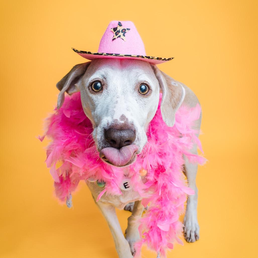 Enlarge Mizzy, a ADOPTABLE mixed breed in Columbia, MO image 2/3