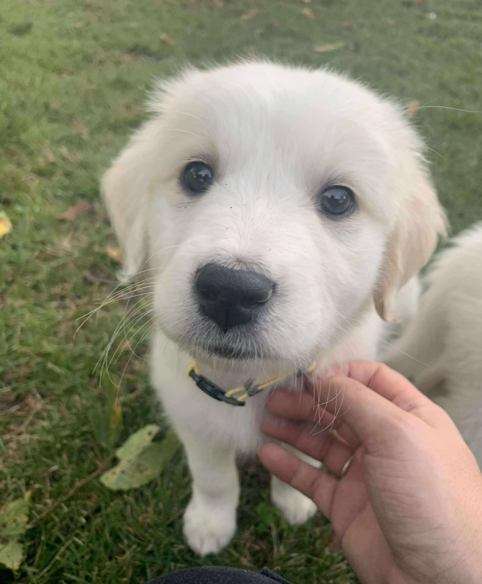 Wren, Adoptable, Puppy Female Great Pyrenees.