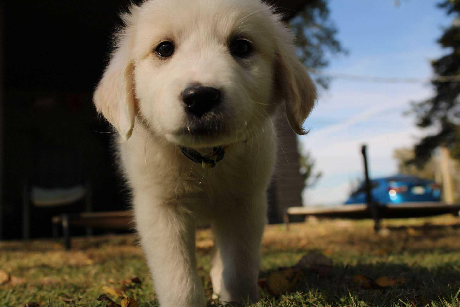 Wren, a Adoptable mixed breed in Kiowa, OK image 2/6
