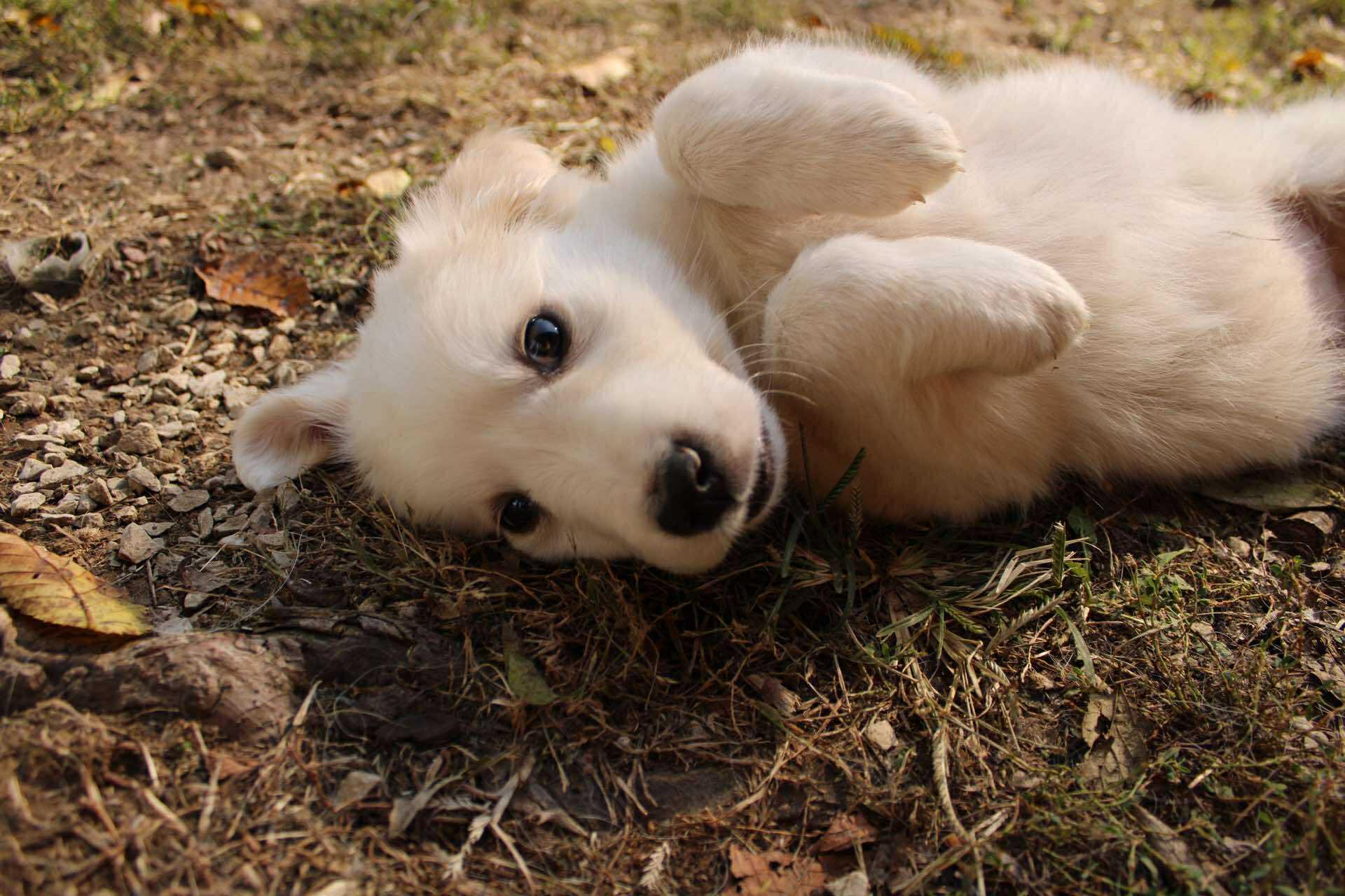 Wren, a Adoptable mixed breed in Kiowa, OK image 3/6