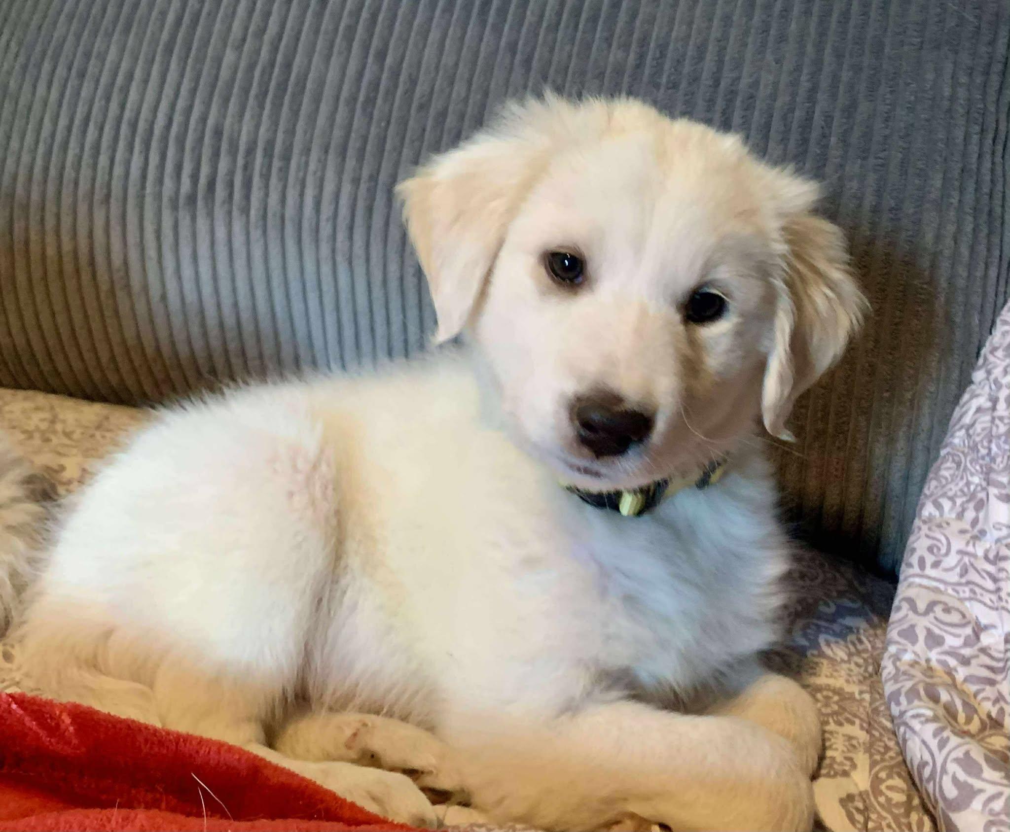 Wren, a Adoptable mixed breed in Kiowa, OK image 4/6