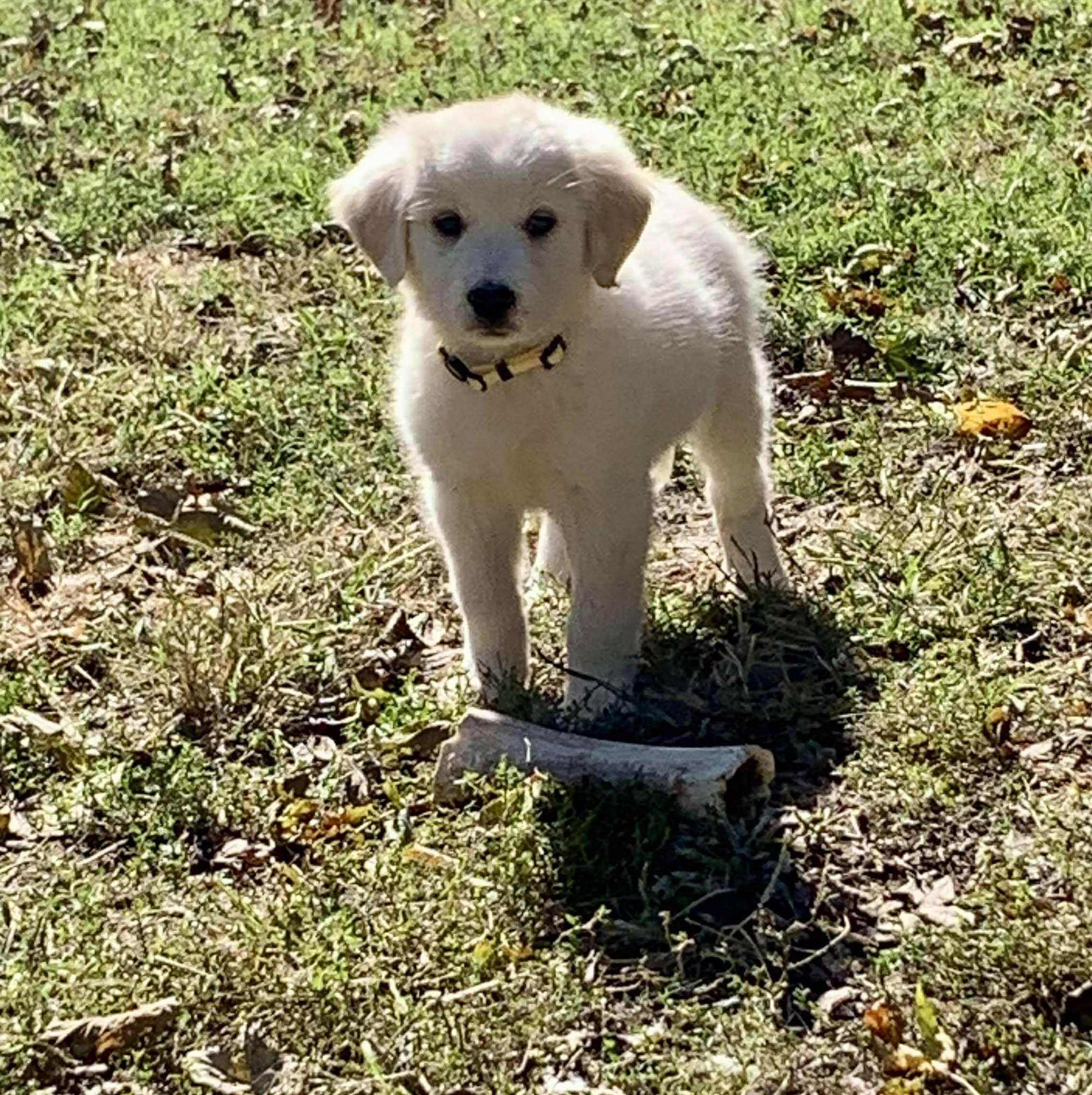 Wren, a Adoptable mixed breed in Kiowa, OK image 5/6