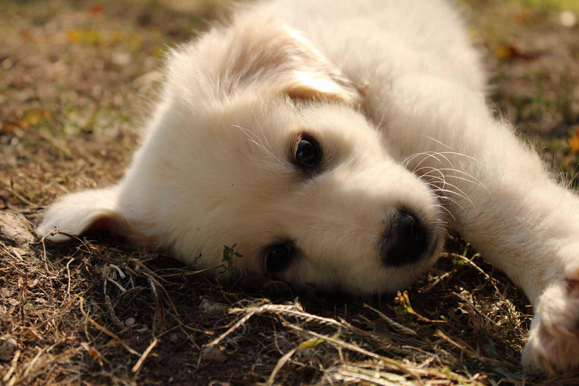 Wren, a Adoptable mixed breed in Kiowa, OK image 6/6