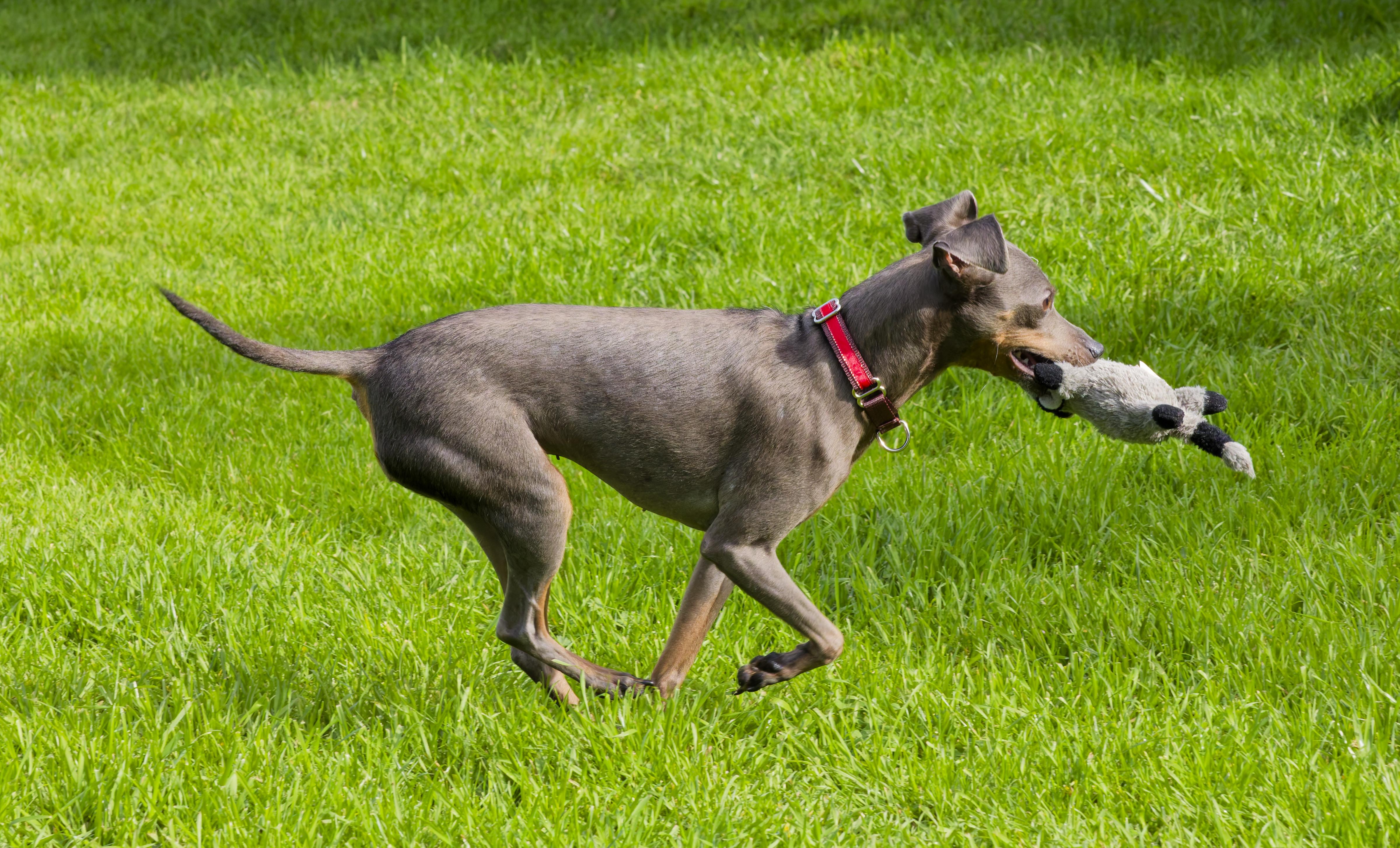 Enlarge Iris, an adopted Miniature Pinscher in Sacramento, CA image 4/4