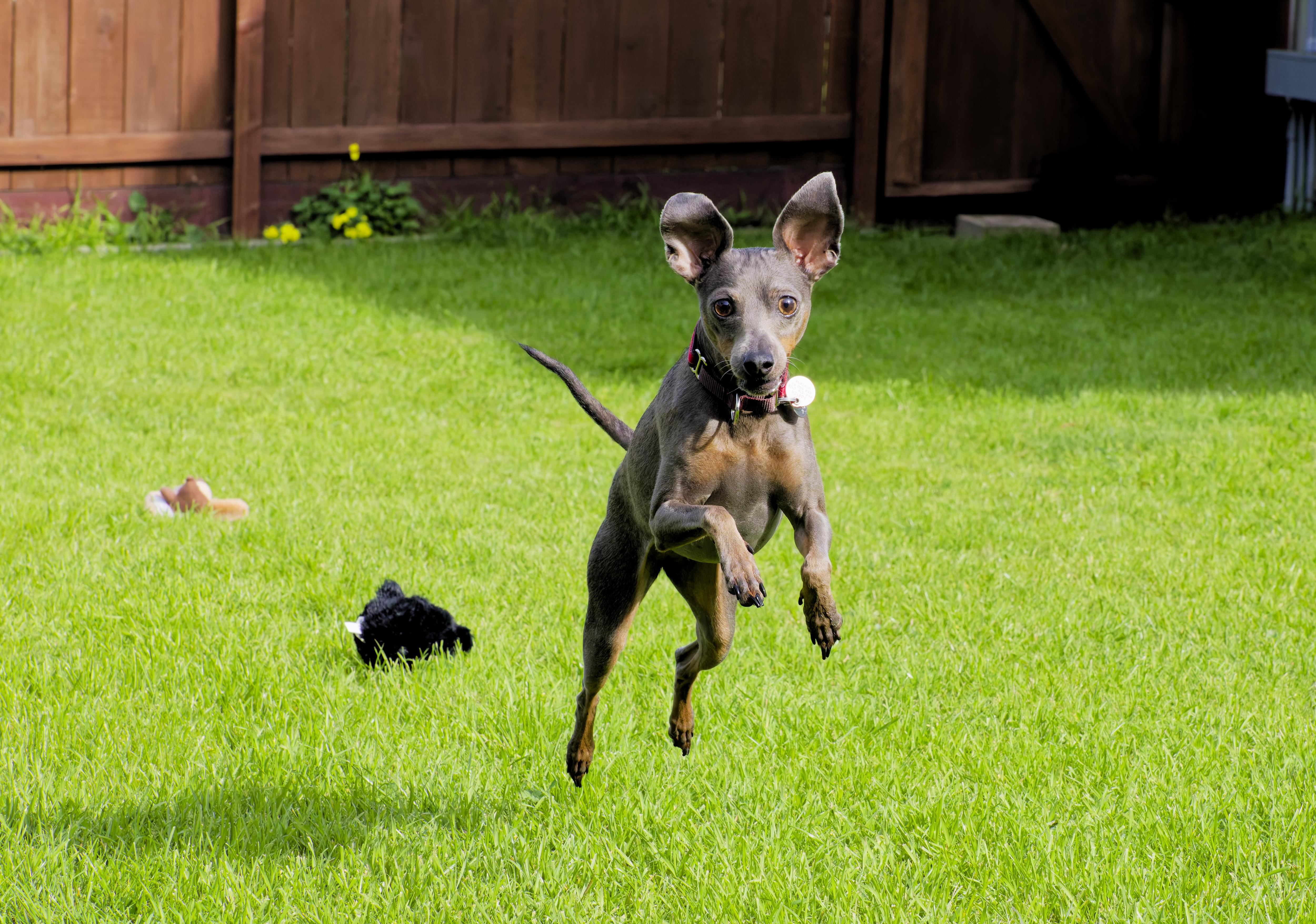 Enlarge Iris, an adopted Miniature Pinscher in Sacramento, CA image 3/4