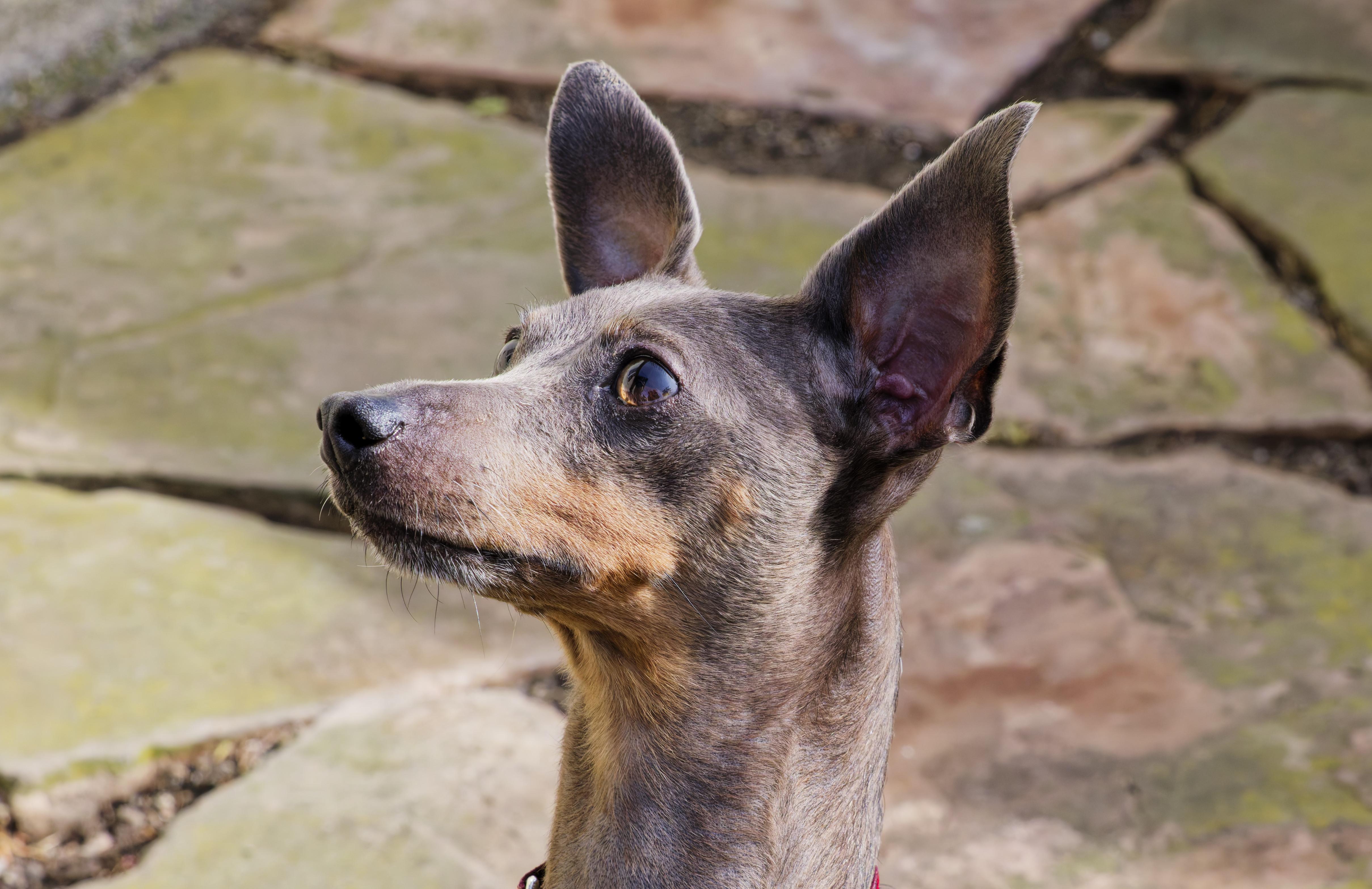 Enlarge Iris, an adopted Miniature Pinscher in Sacramento, CA image 2/4