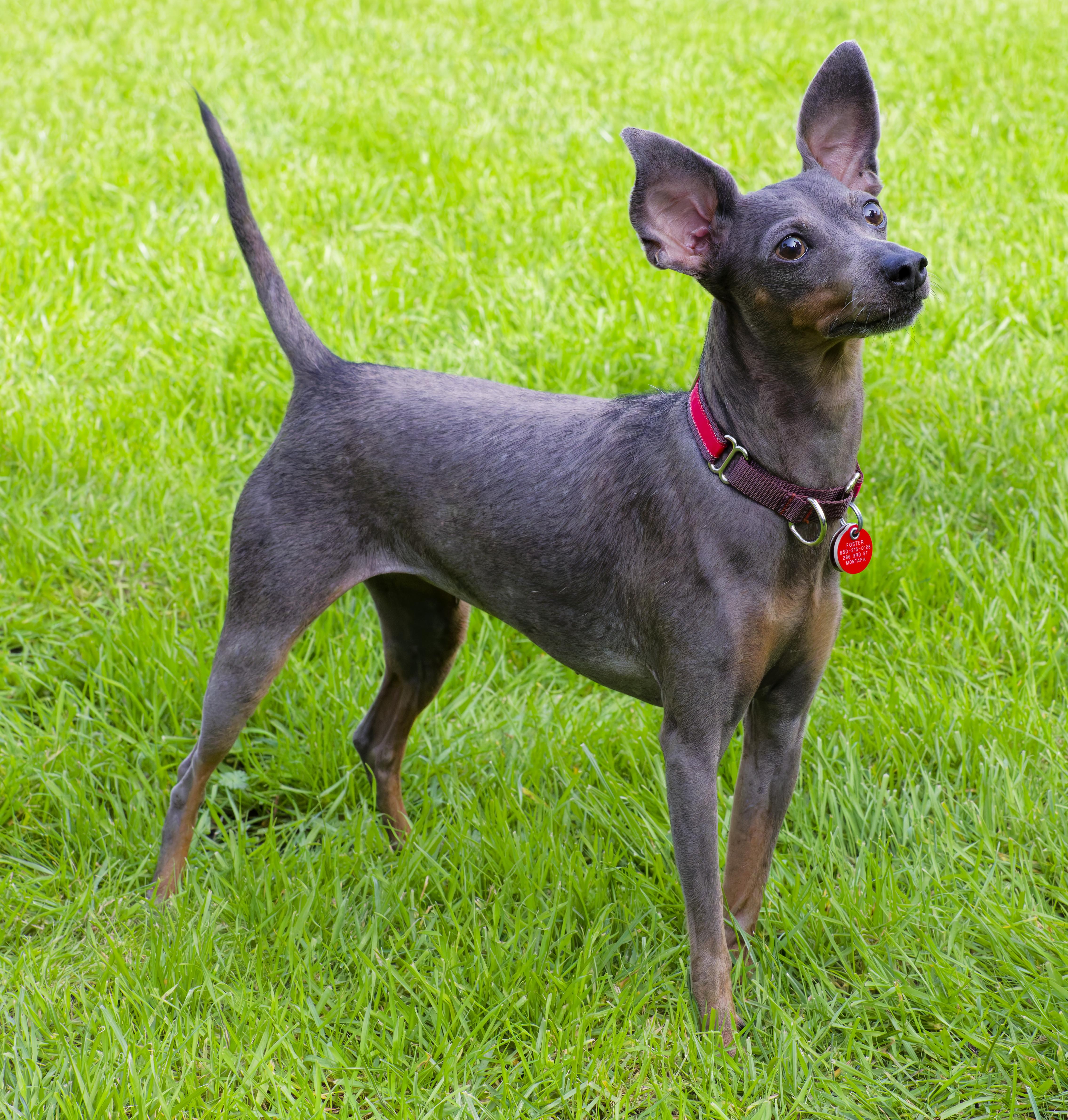 Enlarge Iris, an adopted Miniature Pinscher in Sacramento, CA image 1/4