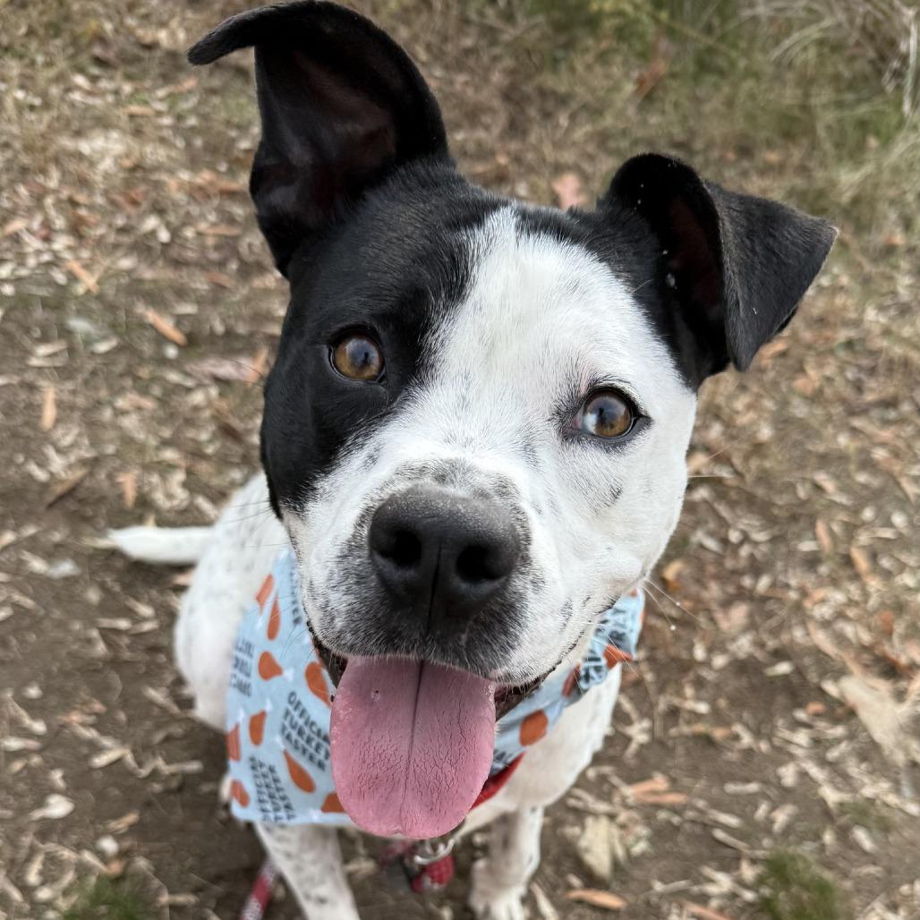 Drumstick, a Adoptable mixed breed in Colorado Springs, CO image 1/6