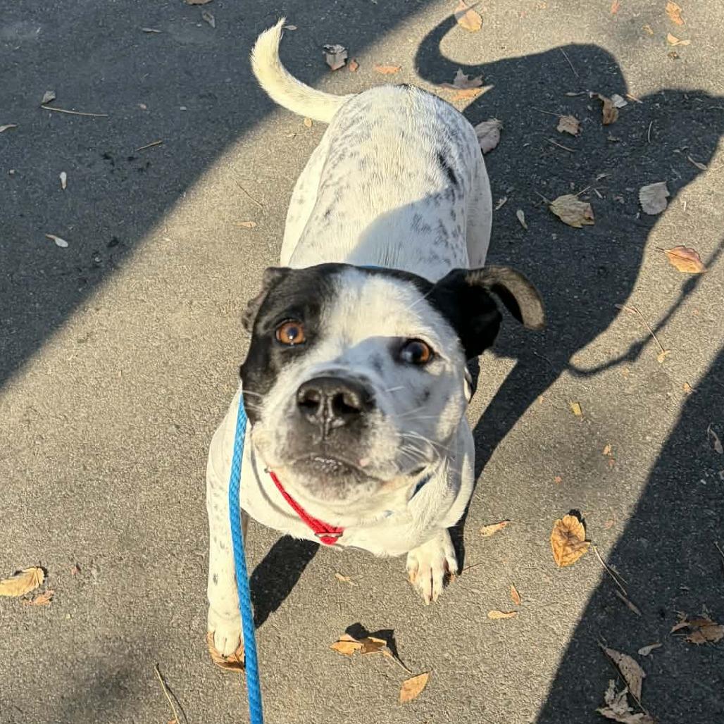 Drumstick, a Adoptable mixed breed in Colorado Springs, CO image 2/6