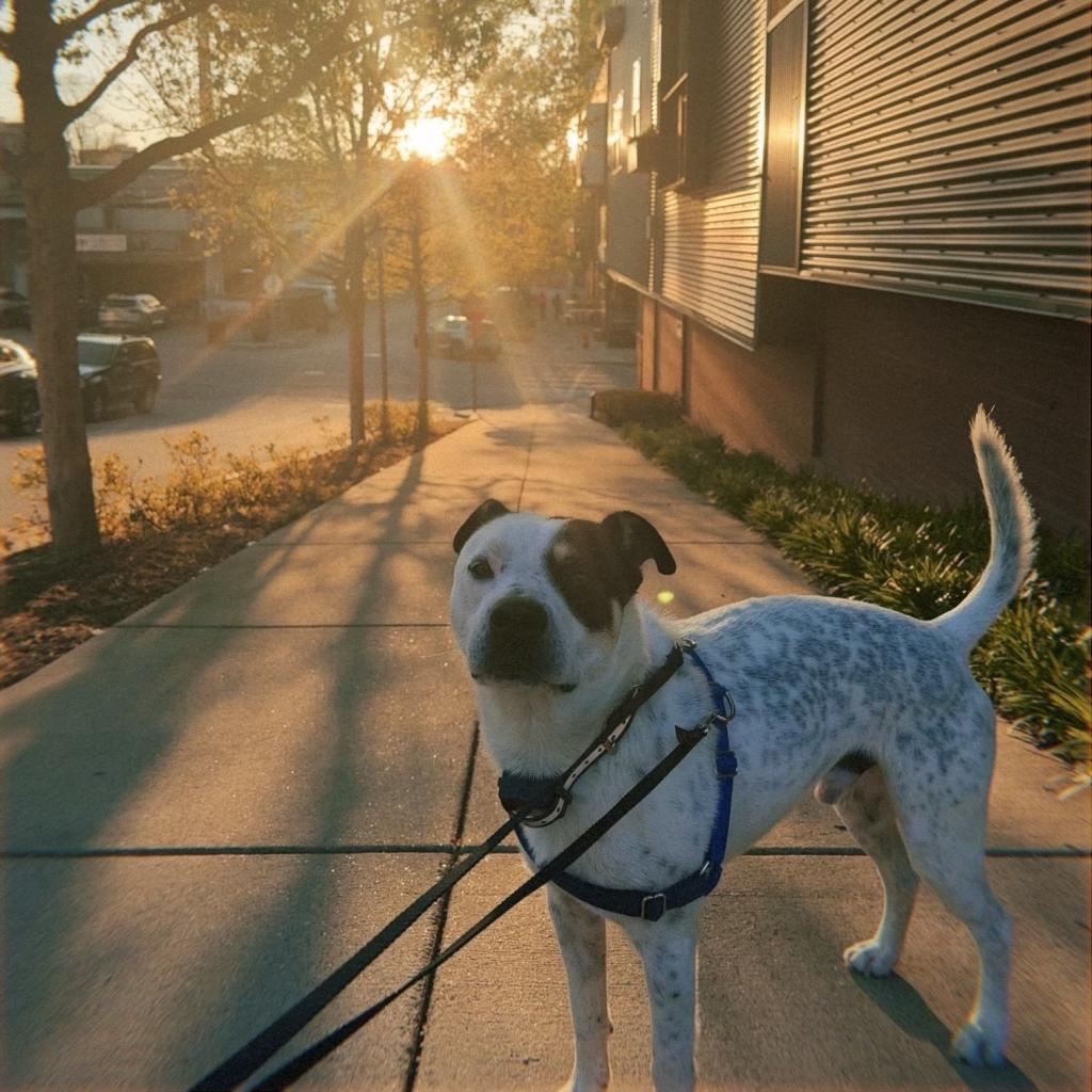 Enlarge Snoop, a Adoptable Mixed Breed image 6/6