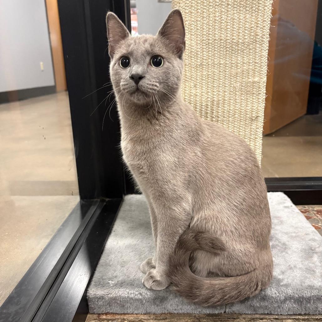 Enlarge Phantom, a Adoptable Domestic Short Hair in Cabot, AR image 1/6