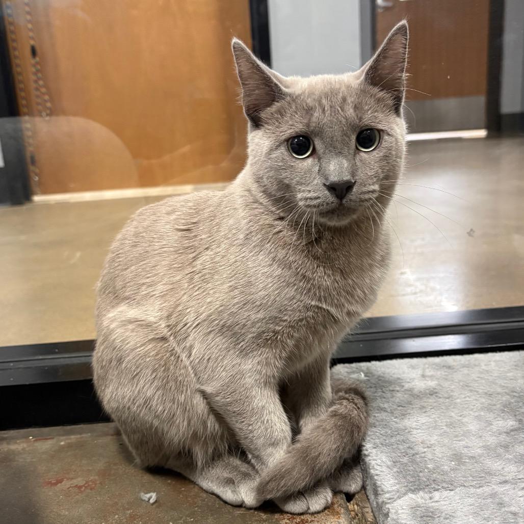 Enlarge Phantom, a Adoptable Domestic Short Hair in Cabot, AR image 2/6