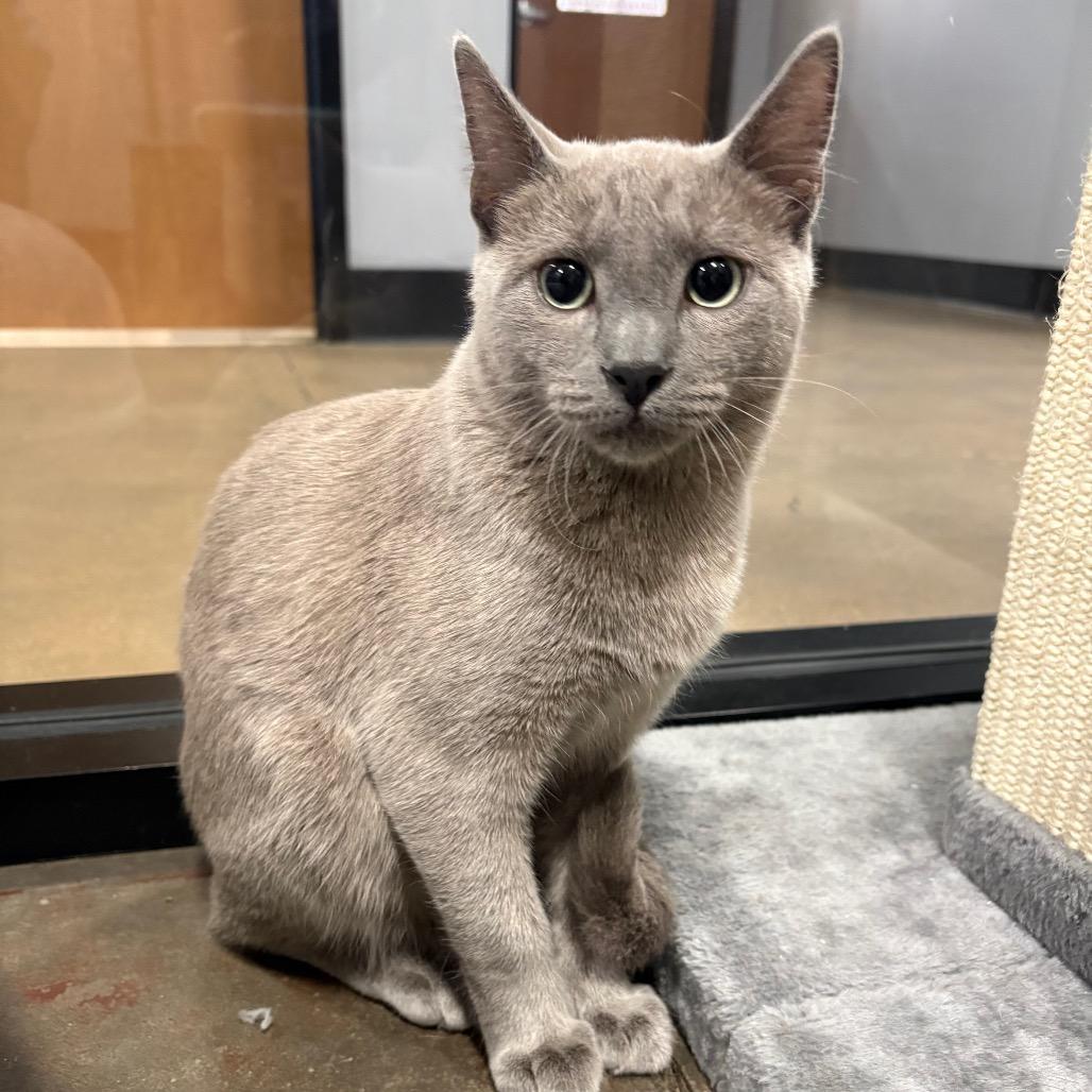 Enlarge Phantom, a Adoptable Domestic Short Hair in Cabot, AR image 3/6