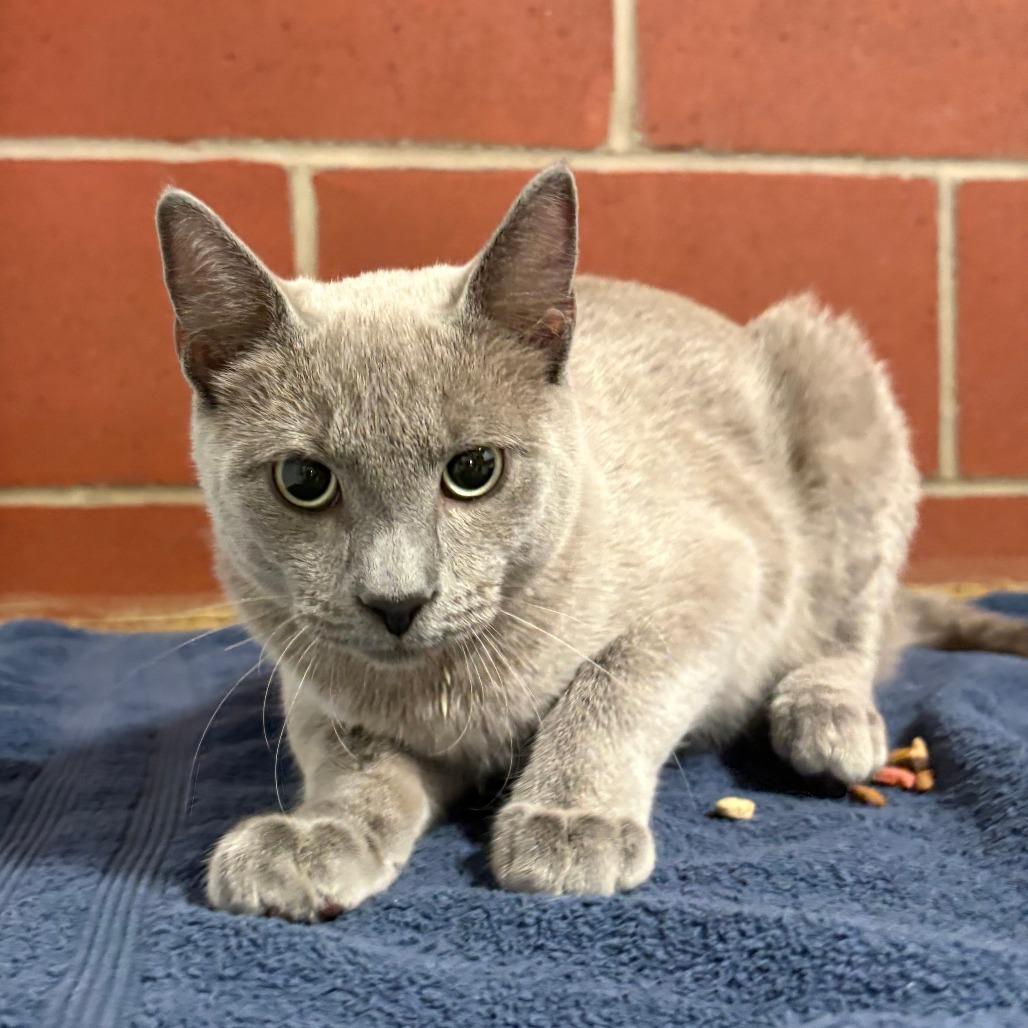 Enlarge Phantom, a Adoptable Domestic Short Hair in Cabot, AR image 4/6
