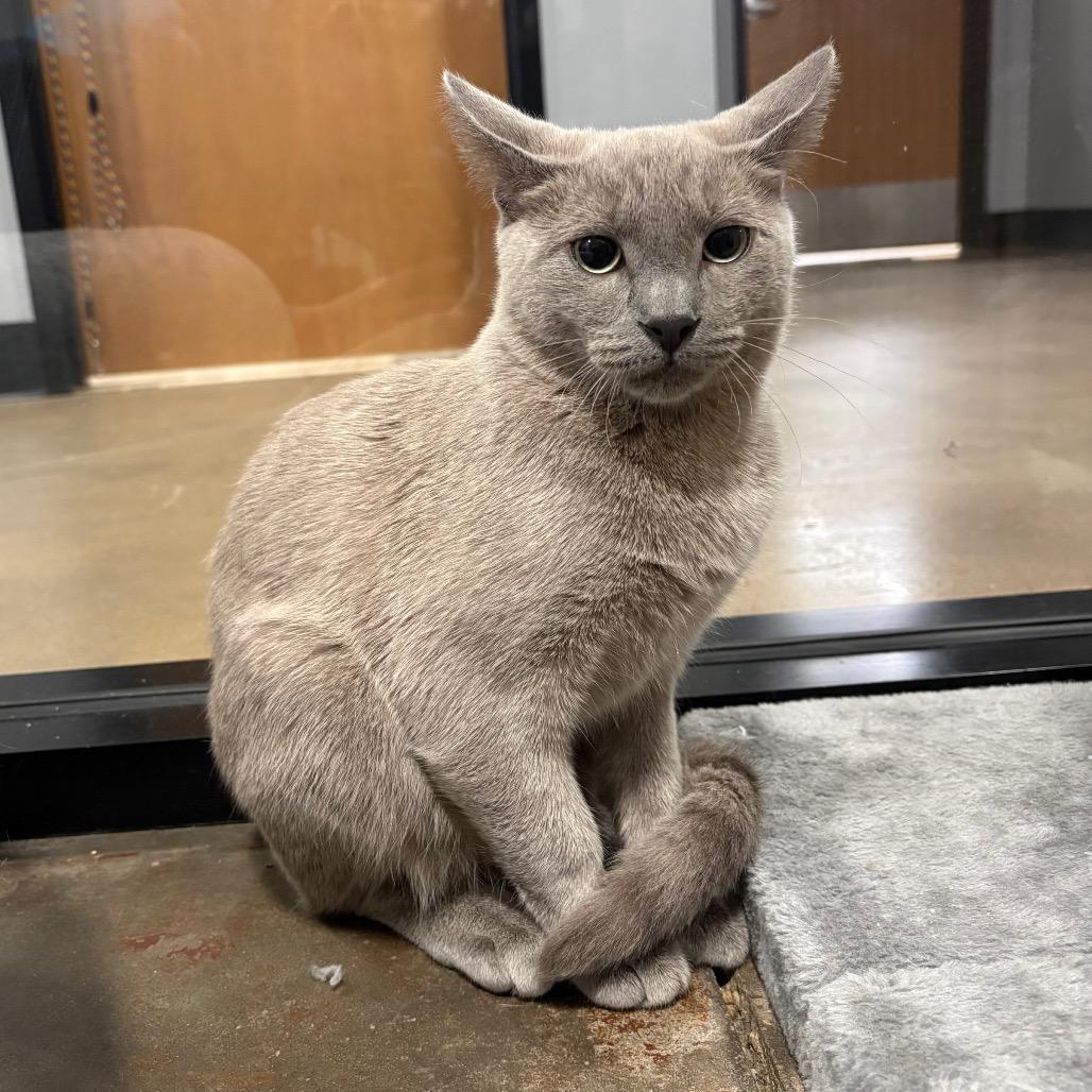 Enlarge Phantom, a Adoptable Domestic Short Hair in Cabot, AR image 5/6
