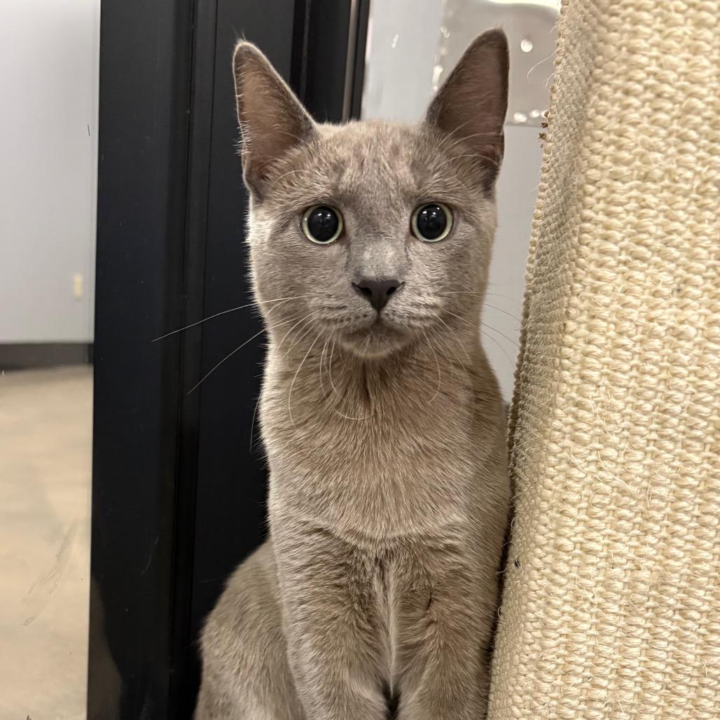 Enlarge Phantom, a Adoptable Domestic Short Hair in Cabot, AR image 6/6