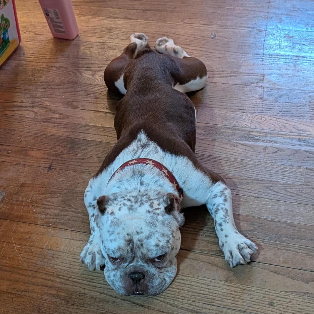 Cannoli — thumbnail 2