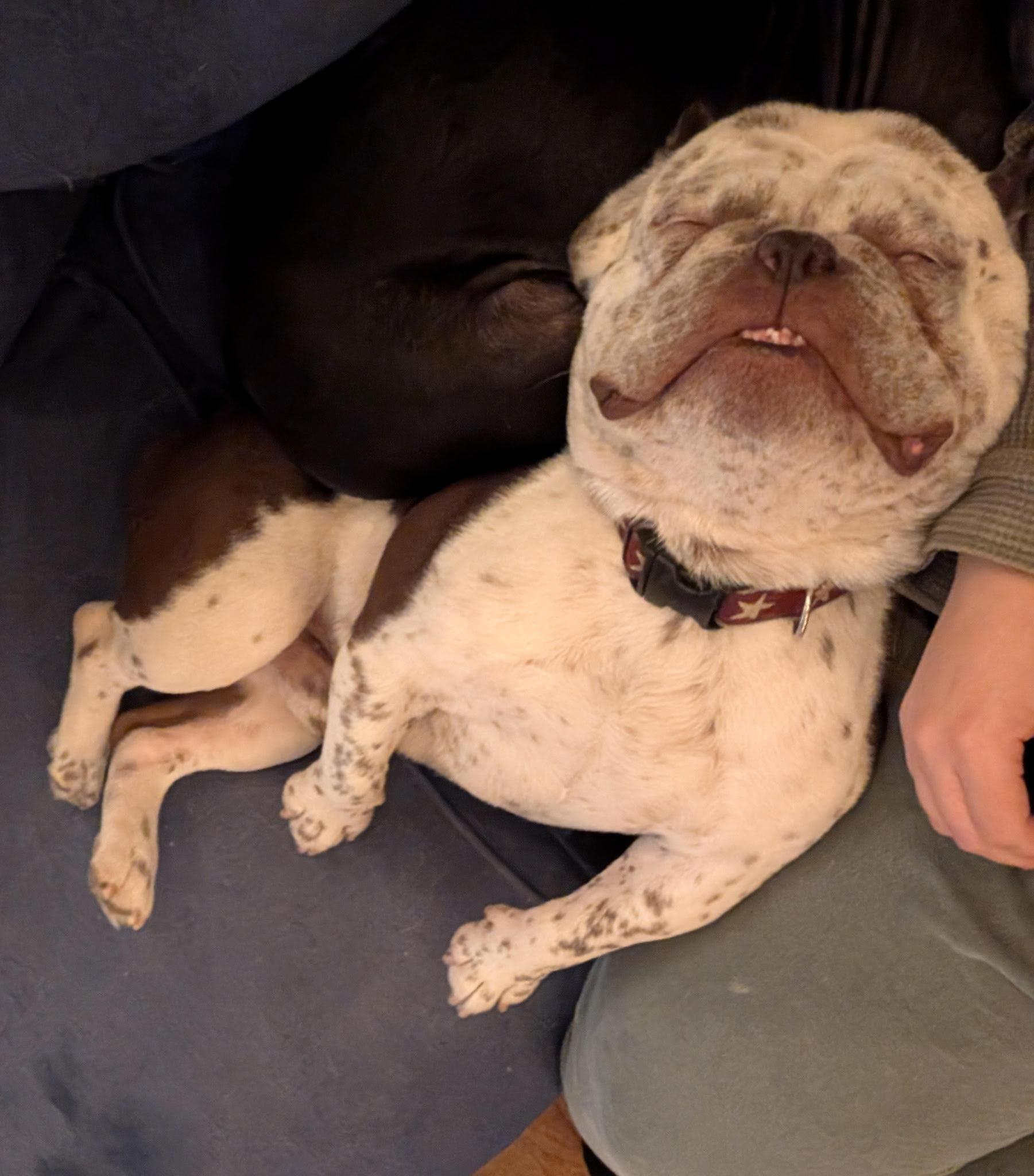 Cannoli — thumbnail 4