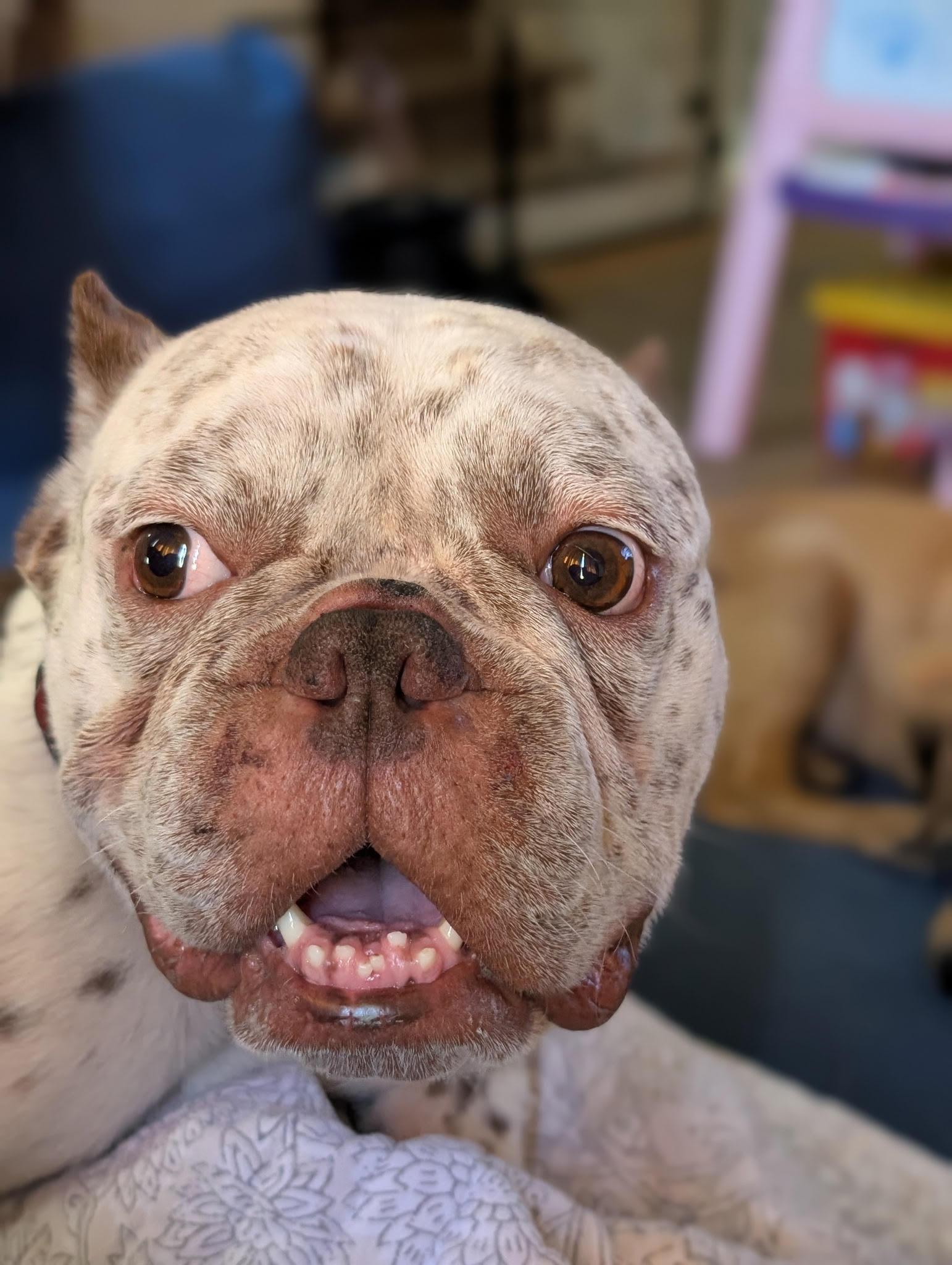 Cannoli — thumbnail 5