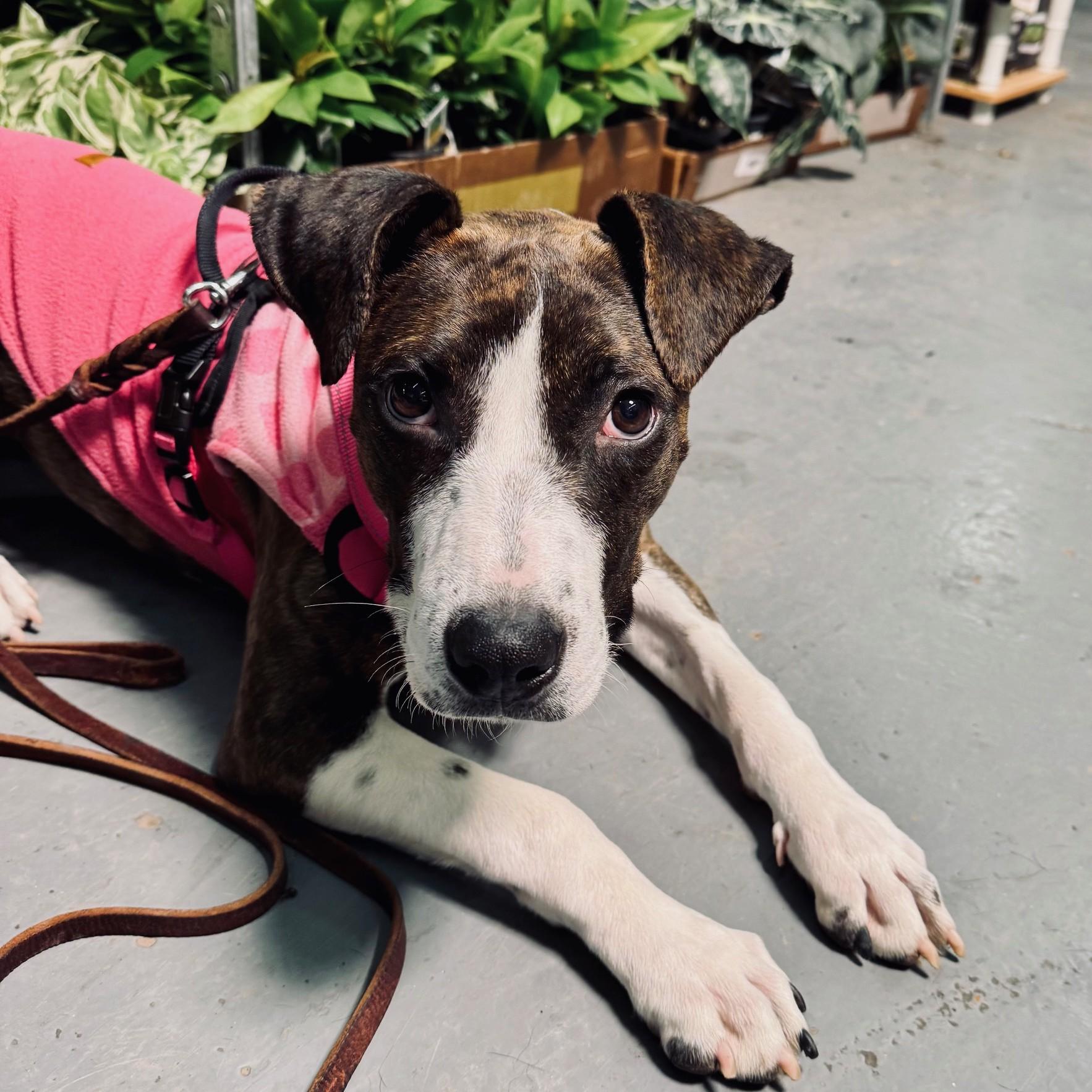 Kova, ADOPTABLE, Puppy Female Mixed Breed.