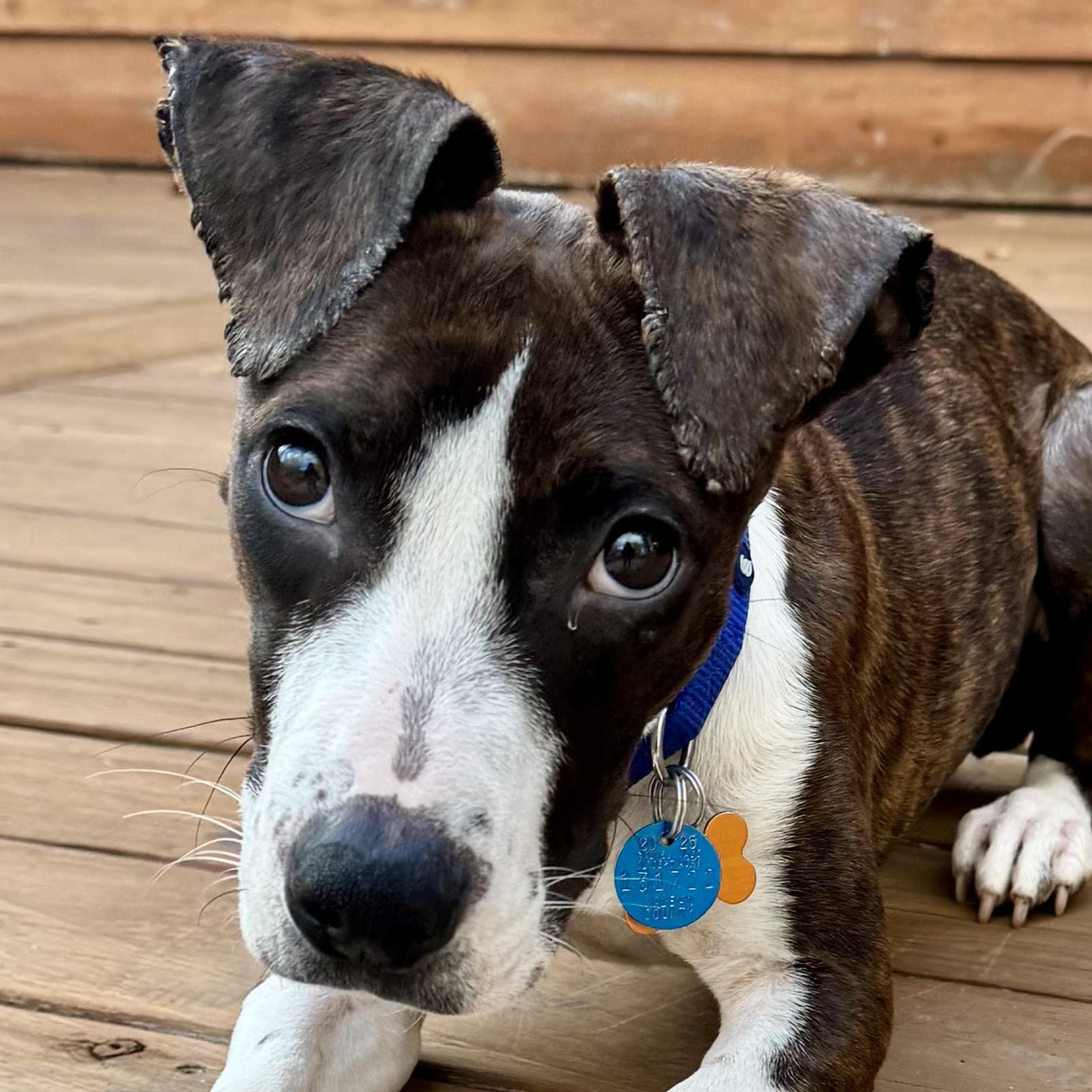 Enlarge Kova, a ADOPTABLE Mixed Breed in Normal, IL image 5/6