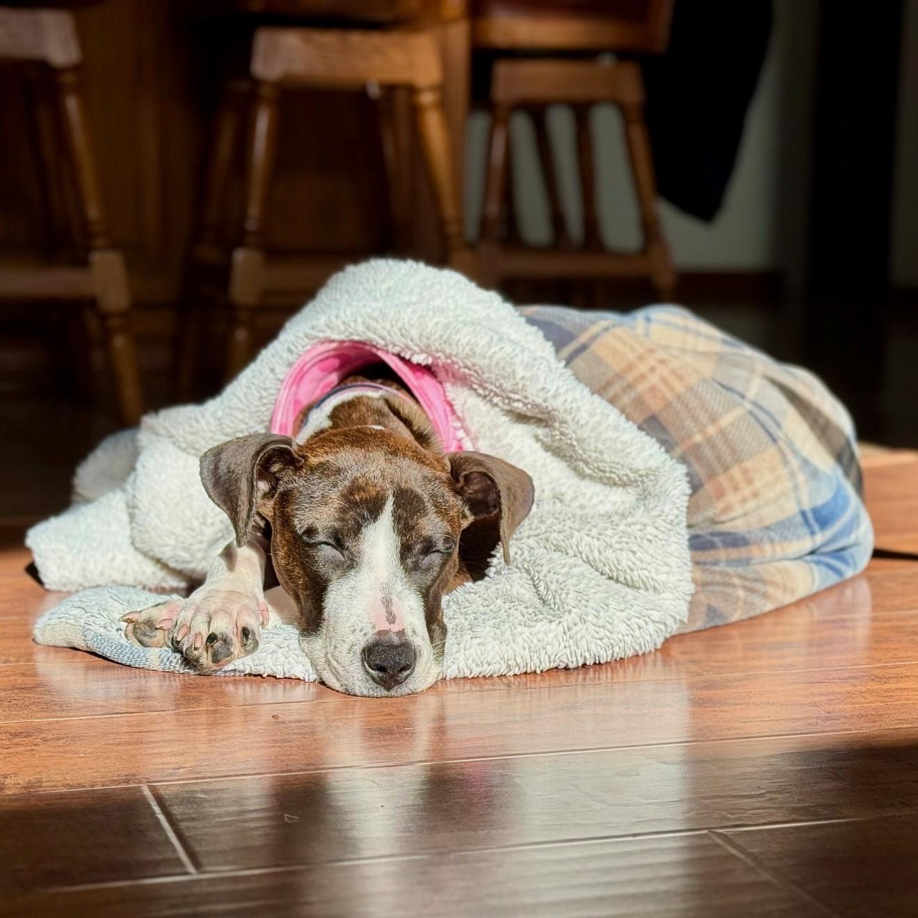 Enlarge Kova, a ADOPTABLE Mixed Breed in Normal, IL image 6/6