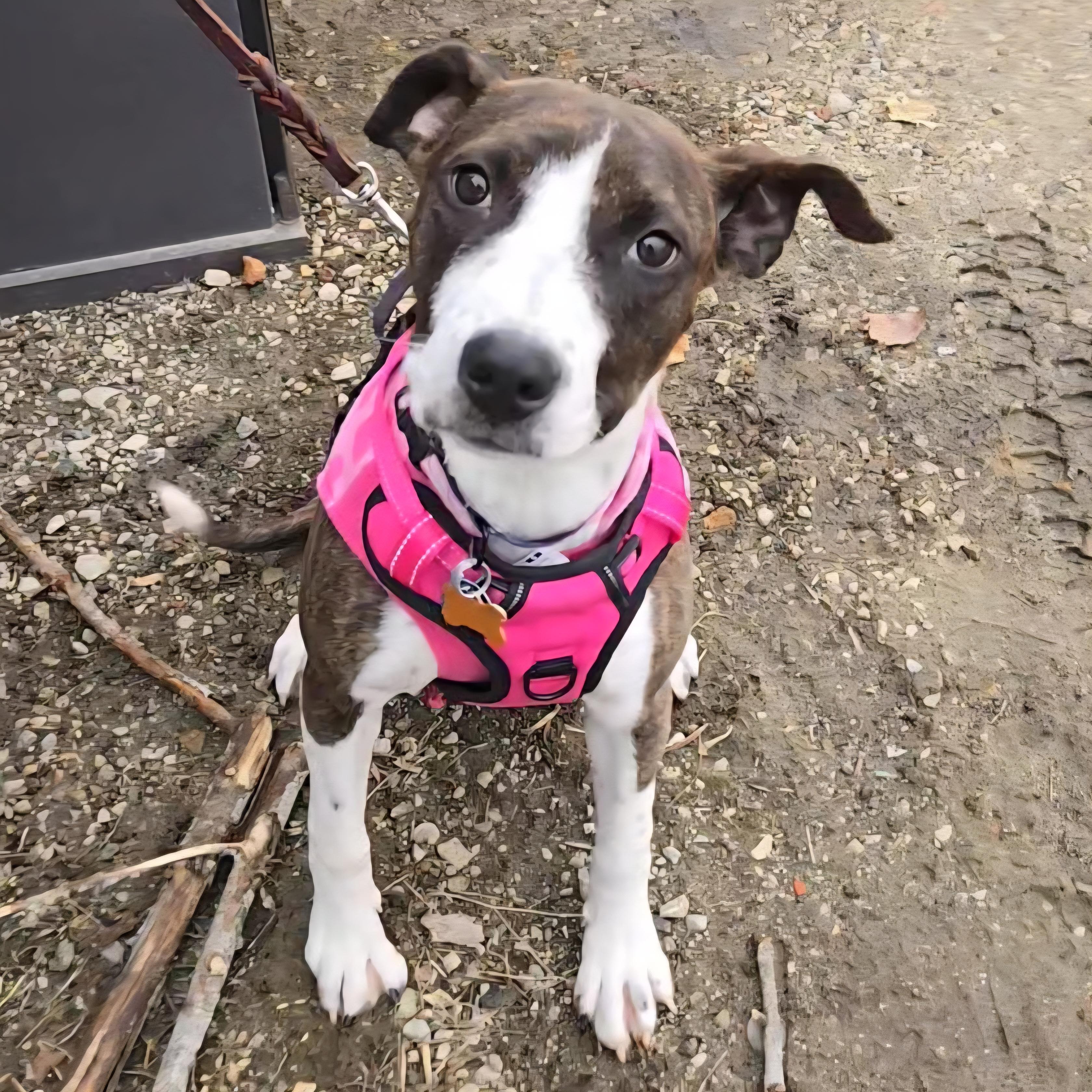 Enlarge Kova, a ADOPTABLE Mixed Breed in Normal, IL image 3/6