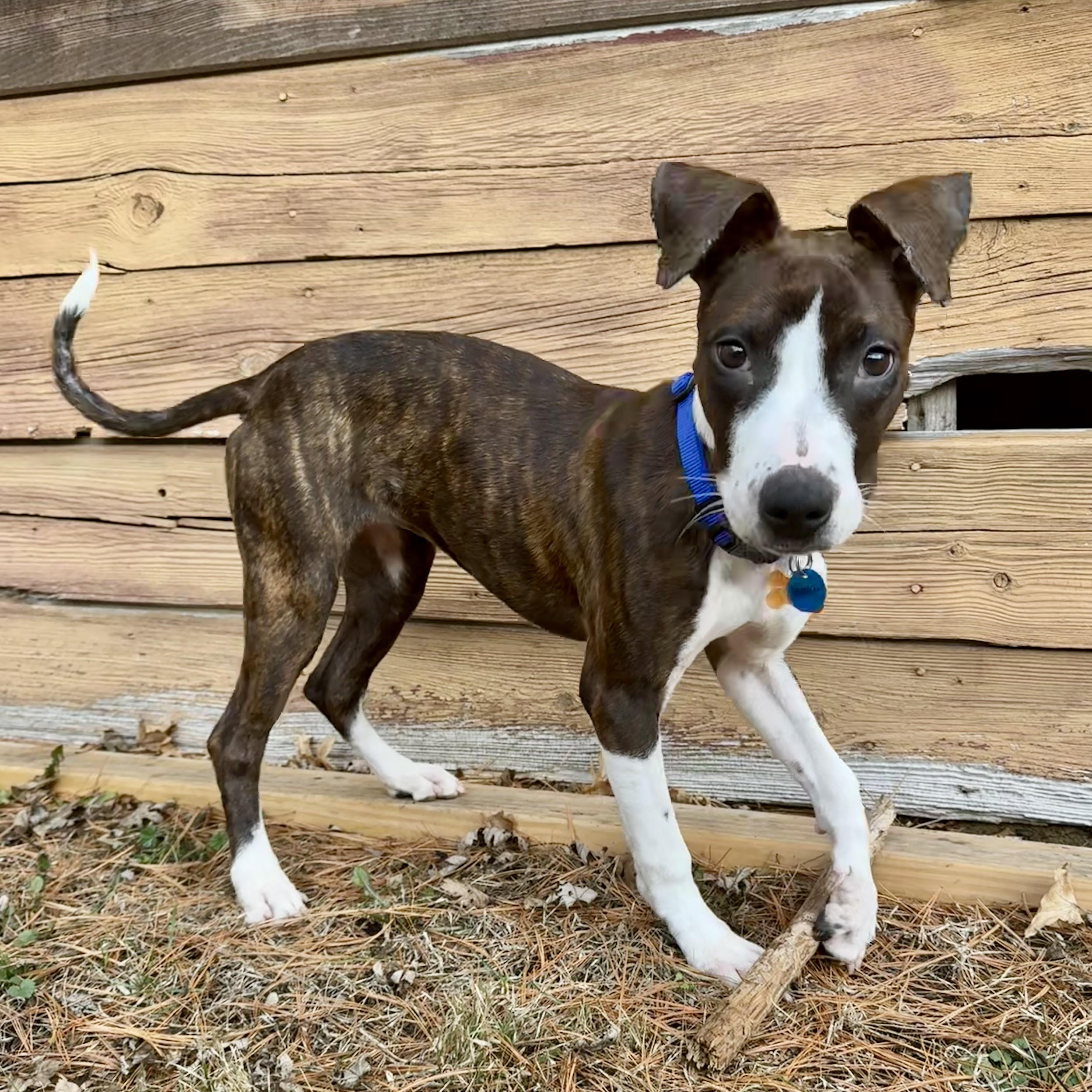 Enlarge Kova, a ADOPTABLE Mixed Breed in Normal, IL image 2/6