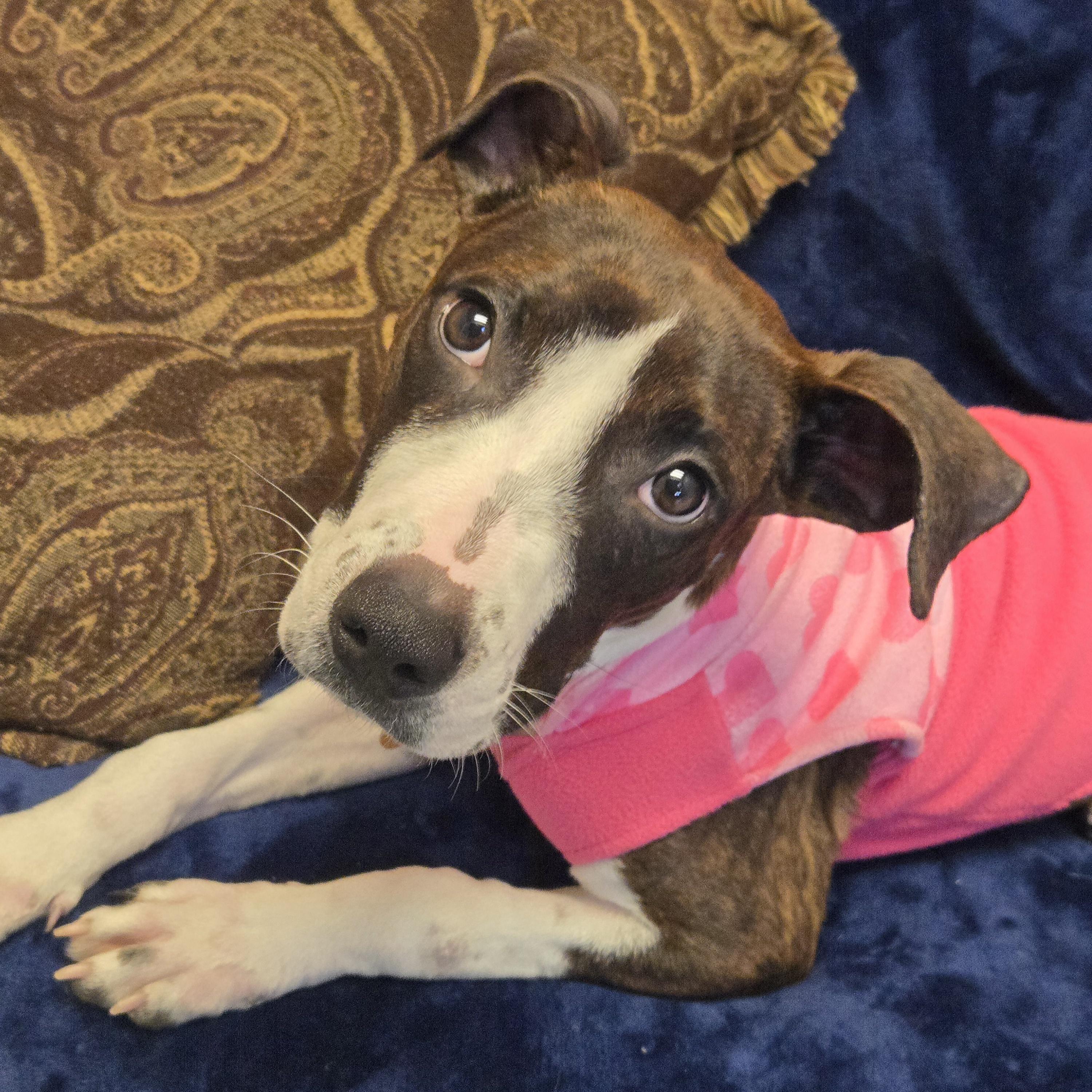 Enlarge Kova, a ADOPTABLE Mixed Breed in Normal, IL image 4/6