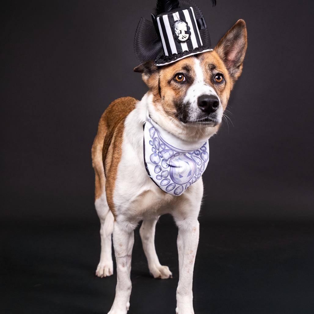 Rachel, Adoptable, Adult Female Shepherd.