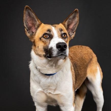 Enlarge Rachel, a Adoptable Shepherd in Palm Springs, CA image 2/5