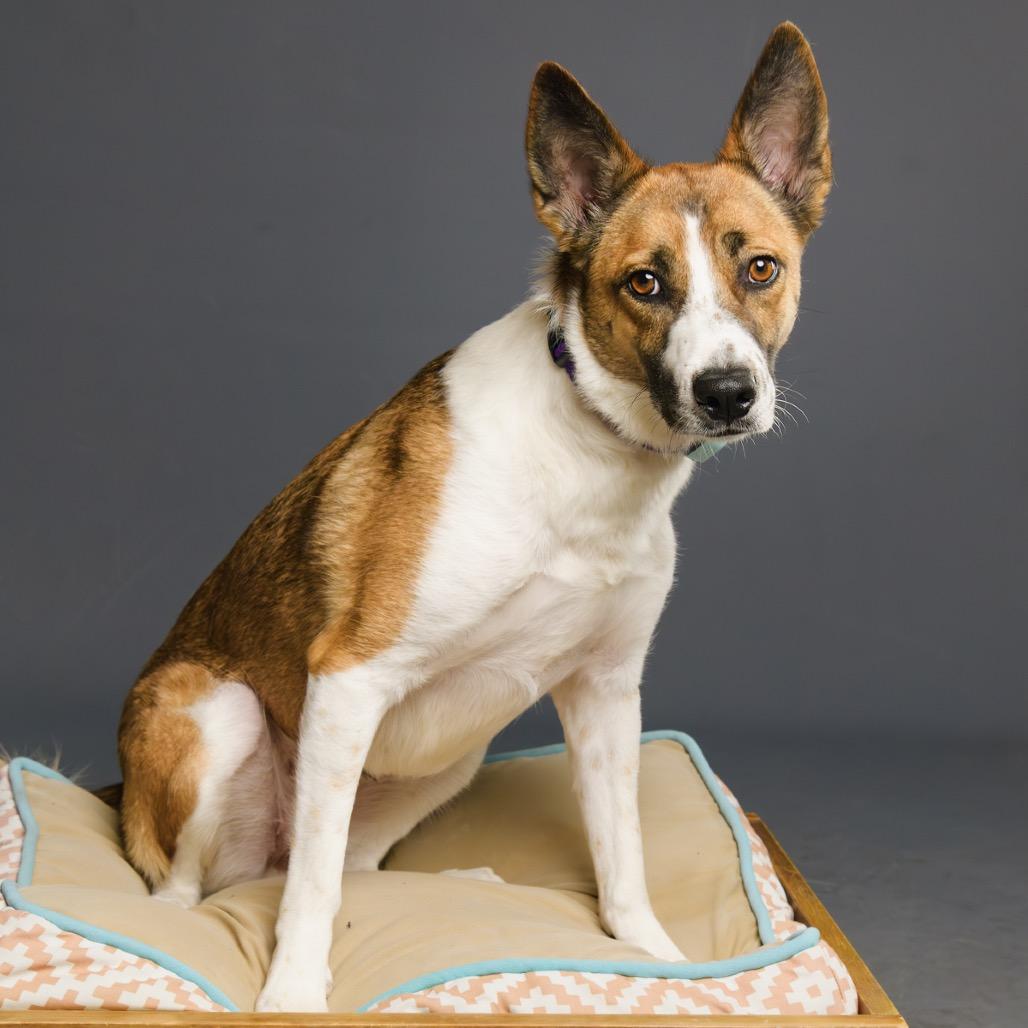 Enlarge Rachel, a Adoptable Shepherd in Palm Springs, CA image 3/5