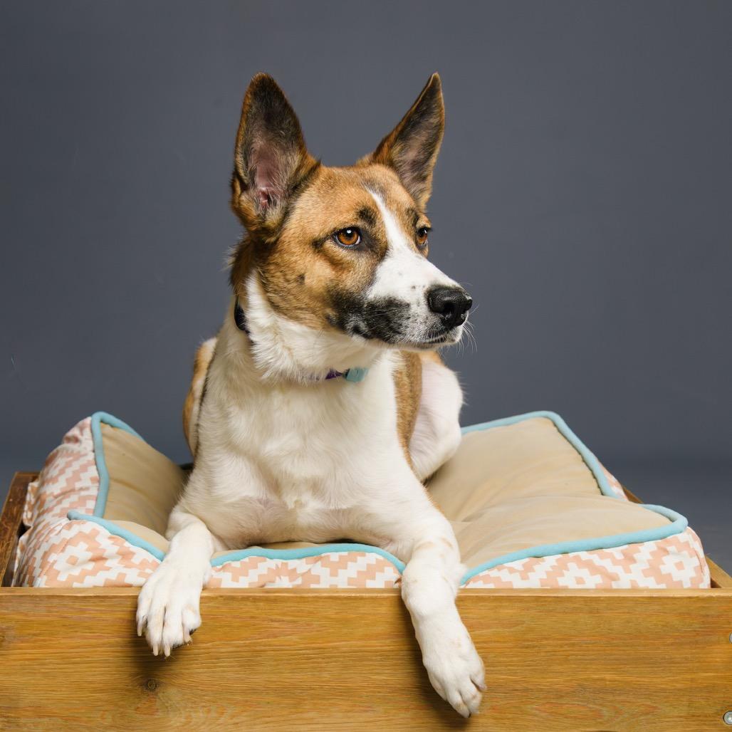 Enlarge Rachel, a Adoptable Shepherd in Palm Springs, CA image 4/5