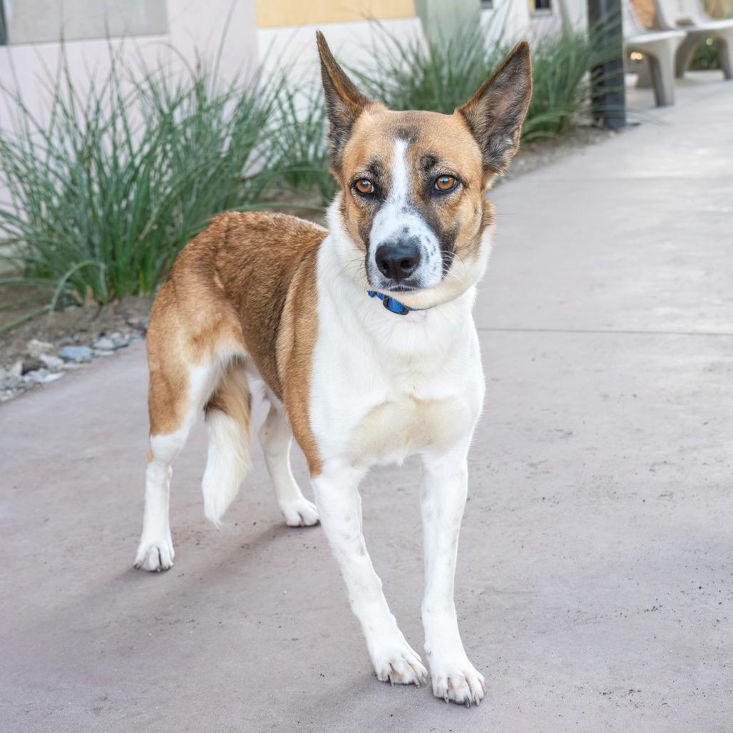 Enlarge Rachel, a Adoptable Shepherd in Palm Springs, CA image 5/5