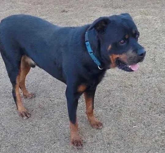 Scout, ADOPTABLE, Senior Male Rottweiler.