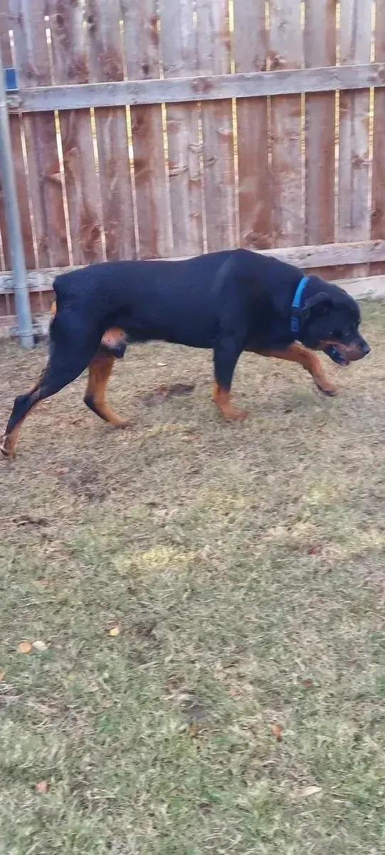 Scout, a ADOPTABLE Rottweiler in Polk, OH image 4/5