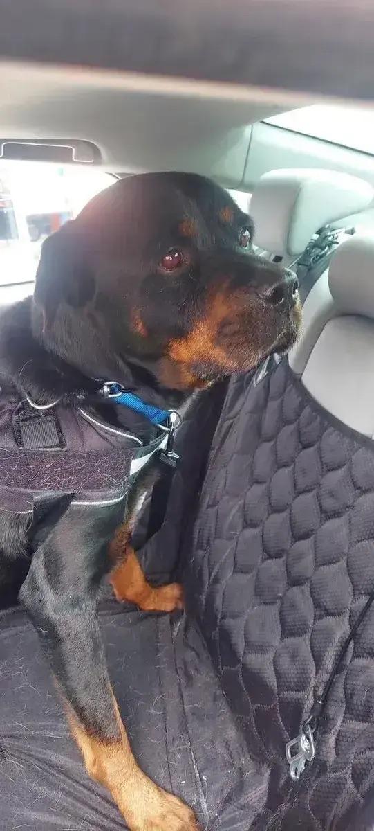 Scout, a ADOPTABLE Rottweiler in Polk, OH image 2/5