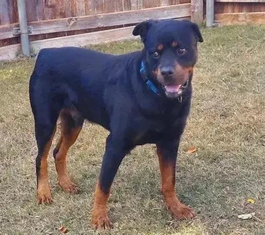 Scout, a ADOPTABLE Rottweiler in Polk, OH image 3/5