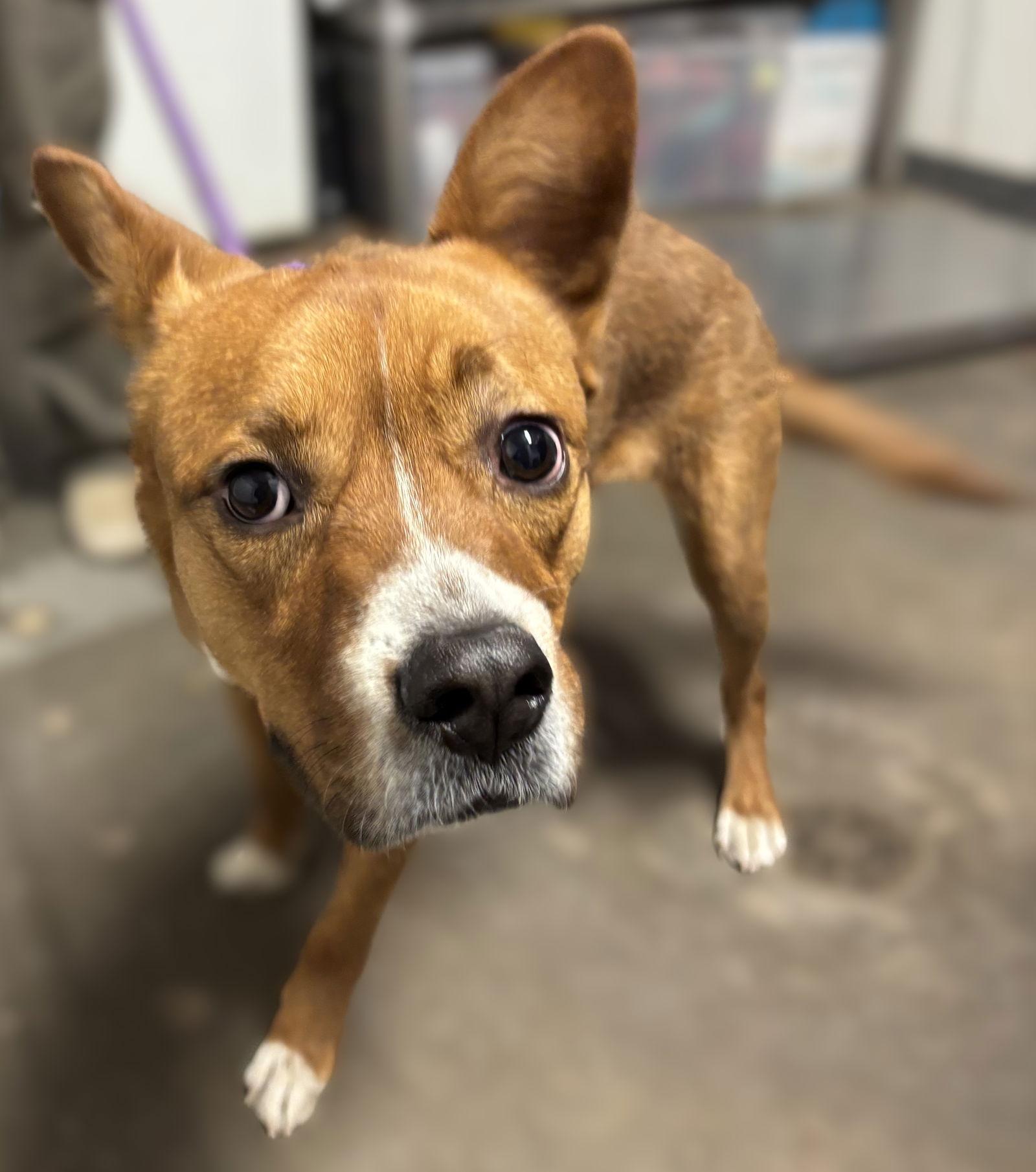 Enlarge Tootie, a Adoptable Boxer in Las Vegas, NM image 1/3