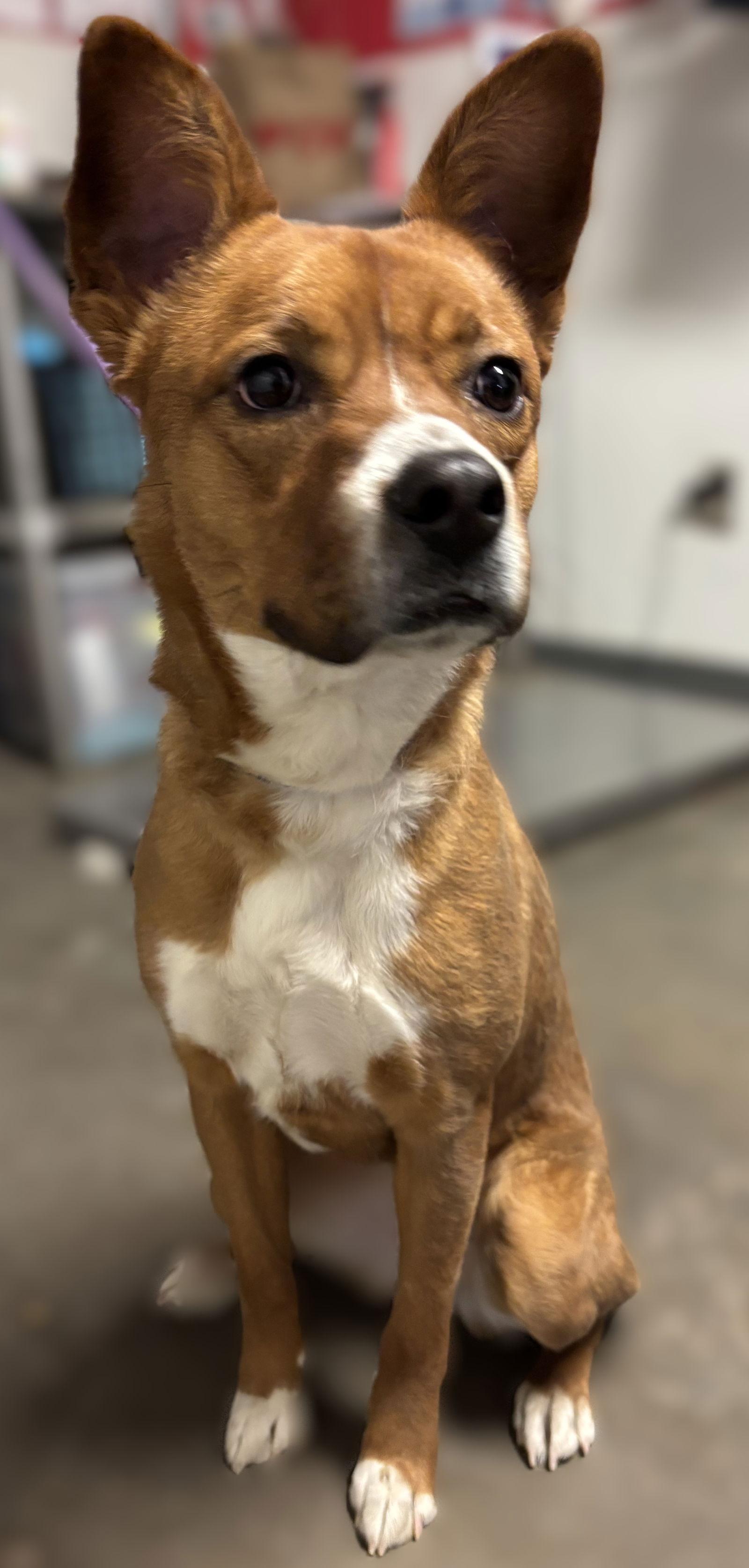 Enlarge Tootie, a Adoptable Boxer in Las Vegas, NM image 2/3