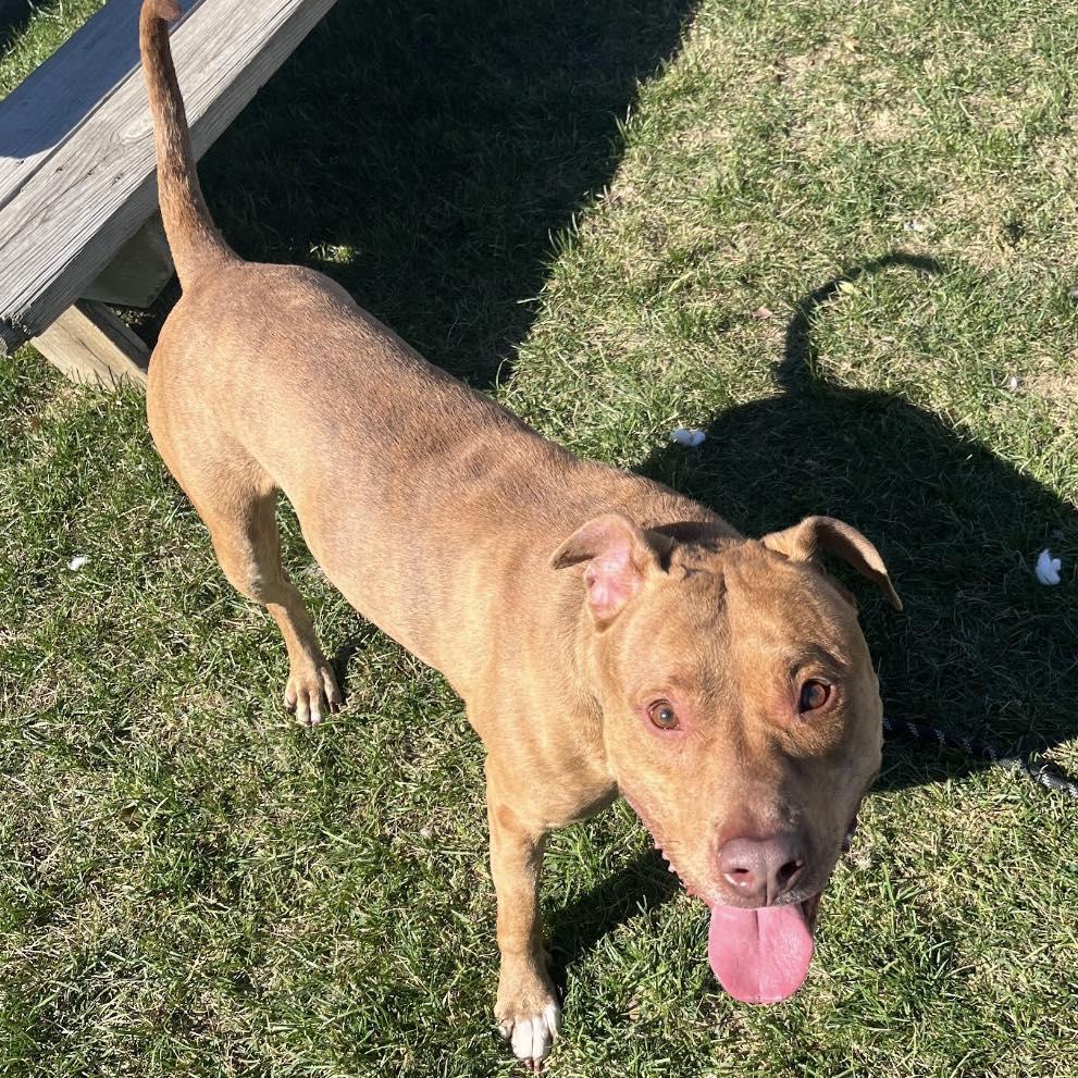 Kingston, a ADOPTABLE mixed breed in Euclid, OH image 2/3