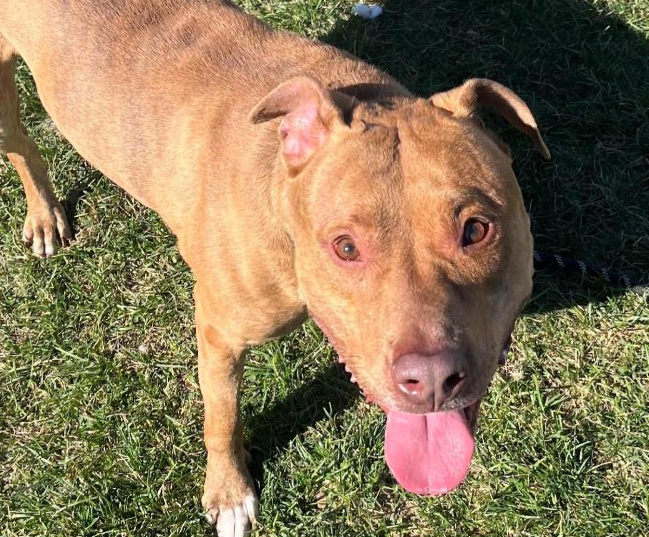 Kingston, a ADOPTABLE mixed breed in Euclid, OH image 3/3