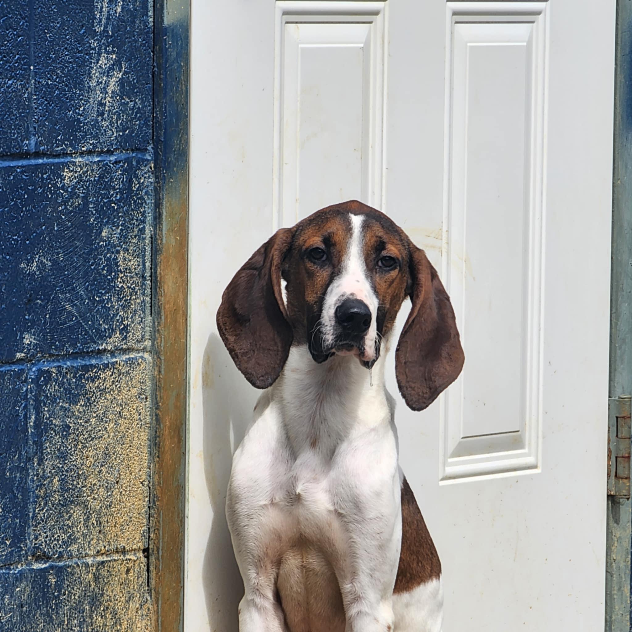 Enlarge Vinnie, a Adoptable mixed breed in Jackson, TN image 4/5