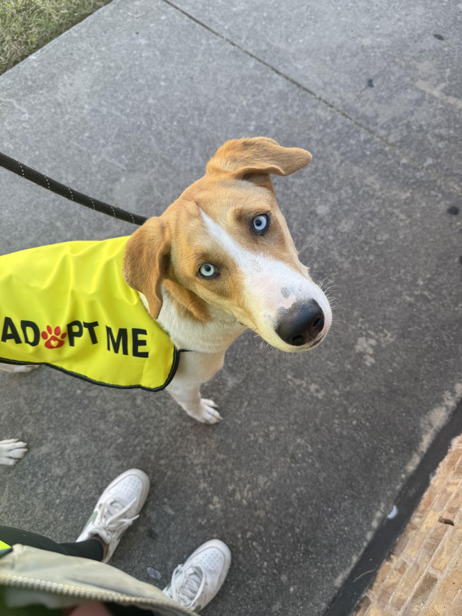 Enlarge Sage, a Adopted mixed breed in Richardson, TX image 1/3