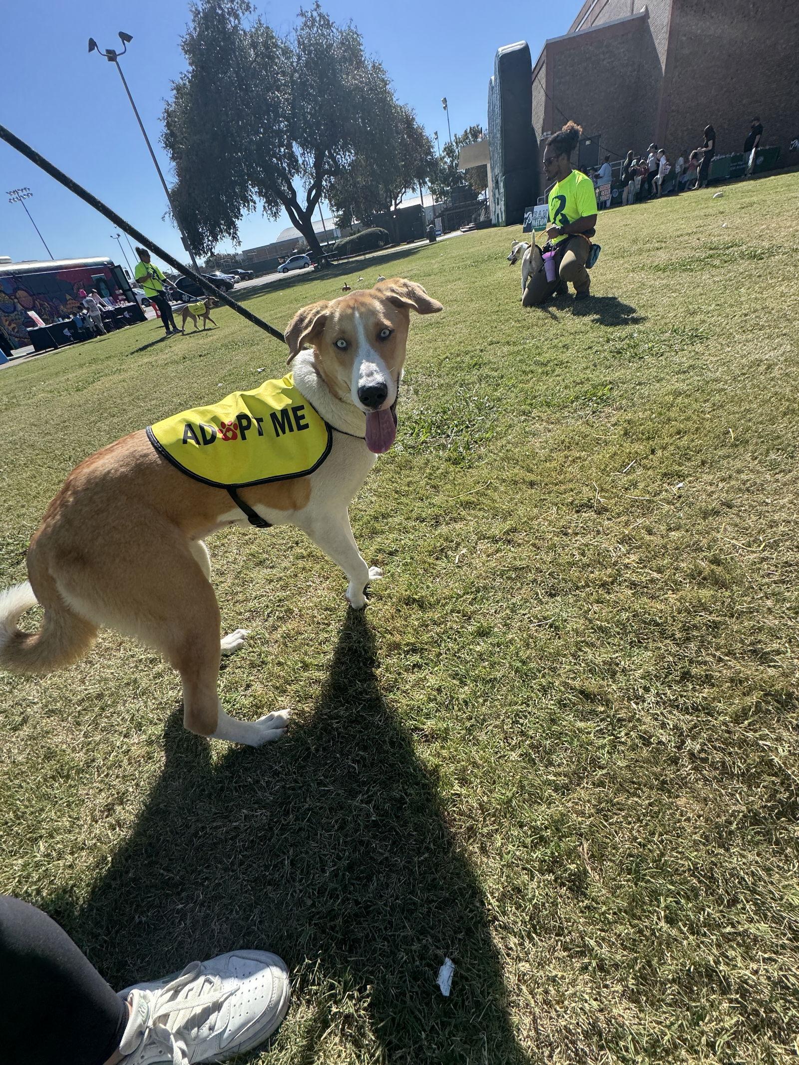 Enlarge Sage, a Adopted mixed breed in Richardson, TX image 2/3